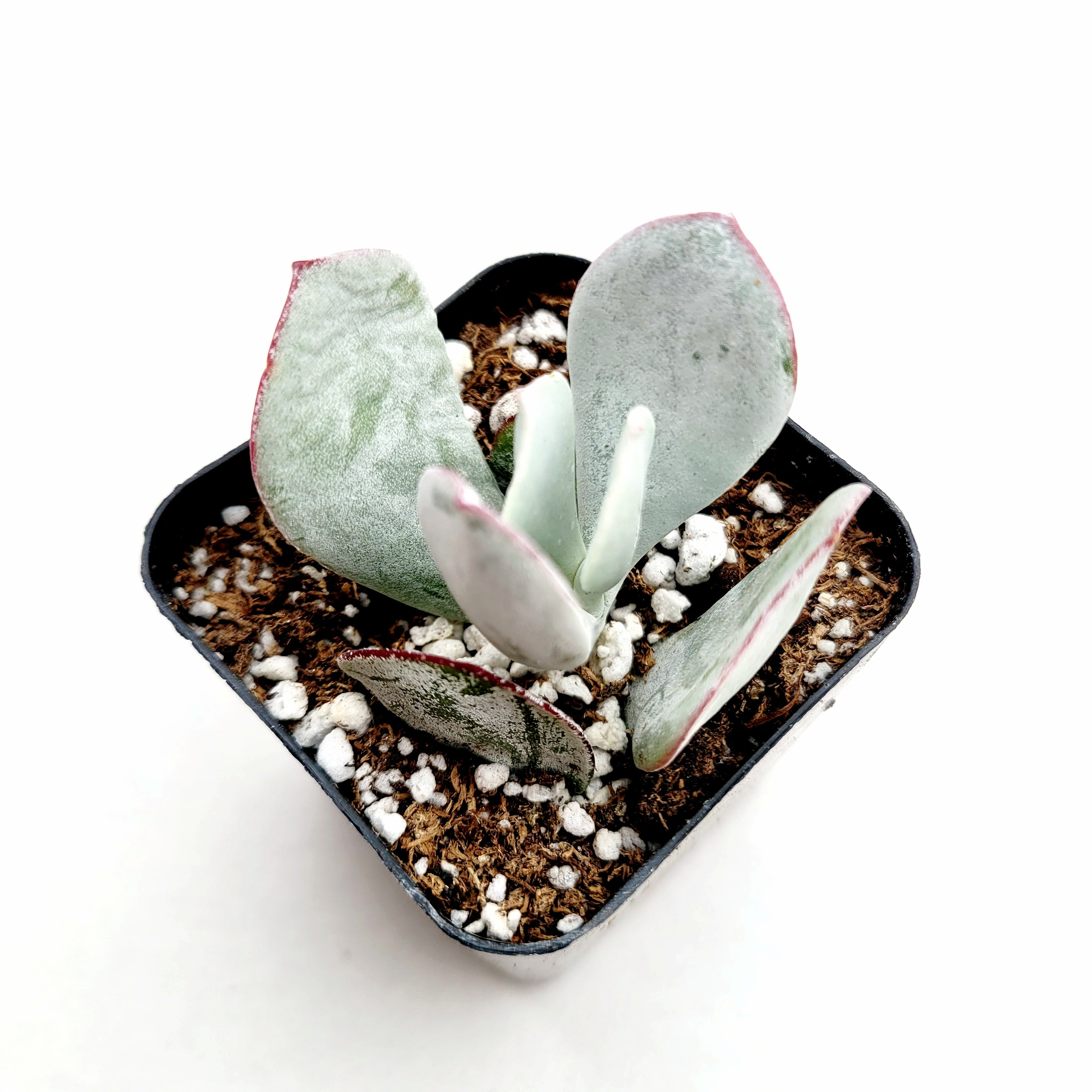 pigs ear succulent Cotyledon orbiculata