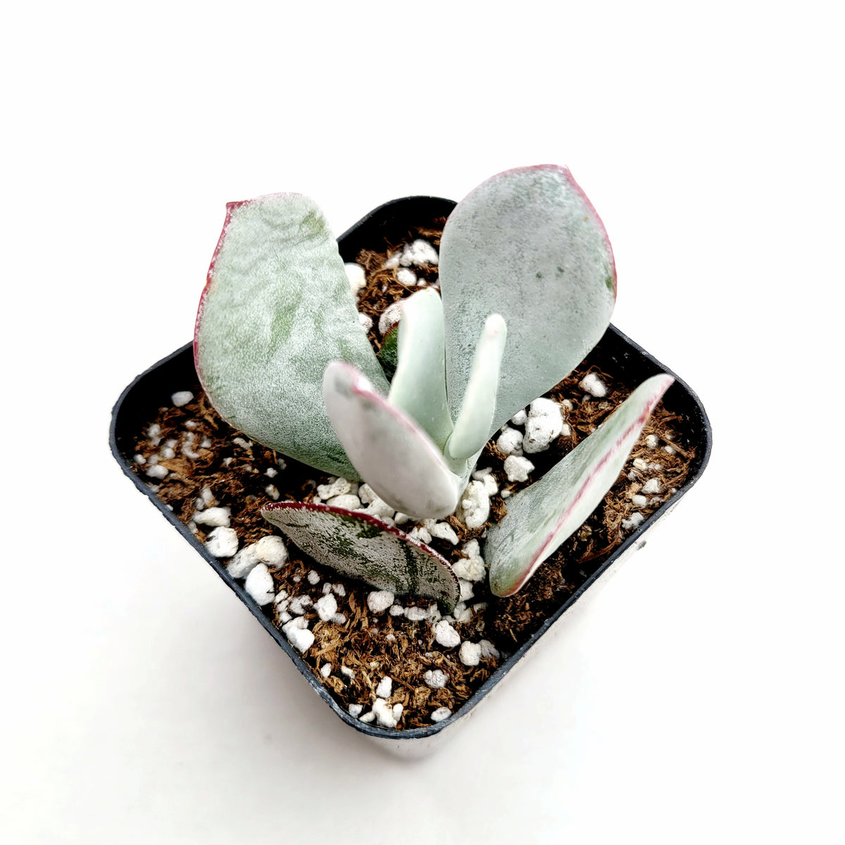 Cotyledon orbiculata Pig's Ear in black nursery pot.