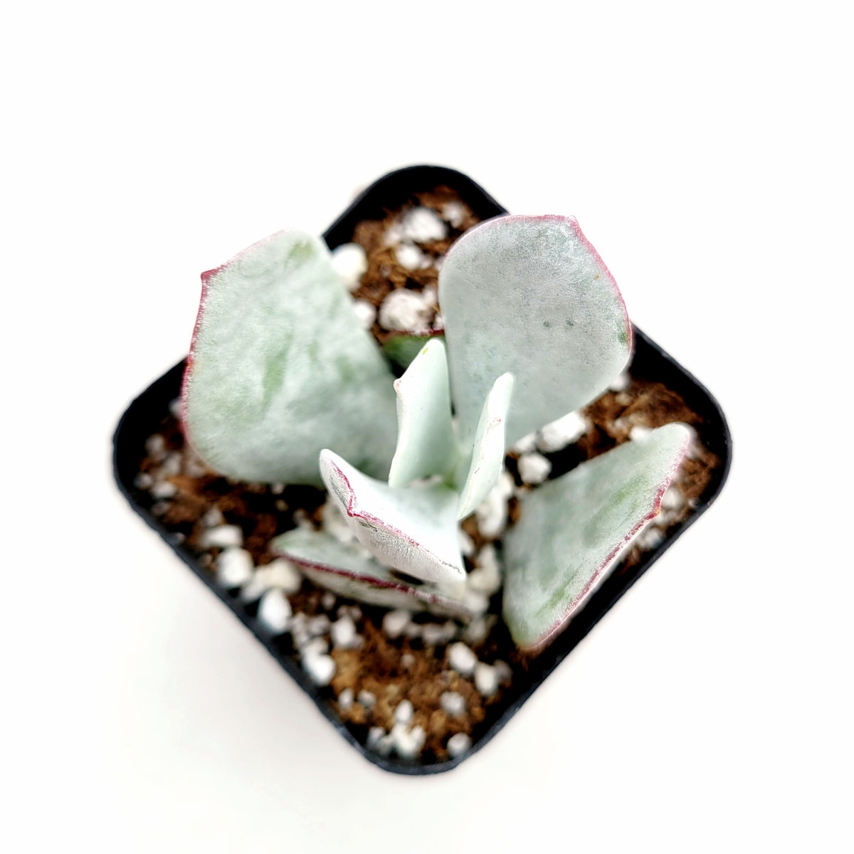 Cotyledon orbiculata in black starter pot.