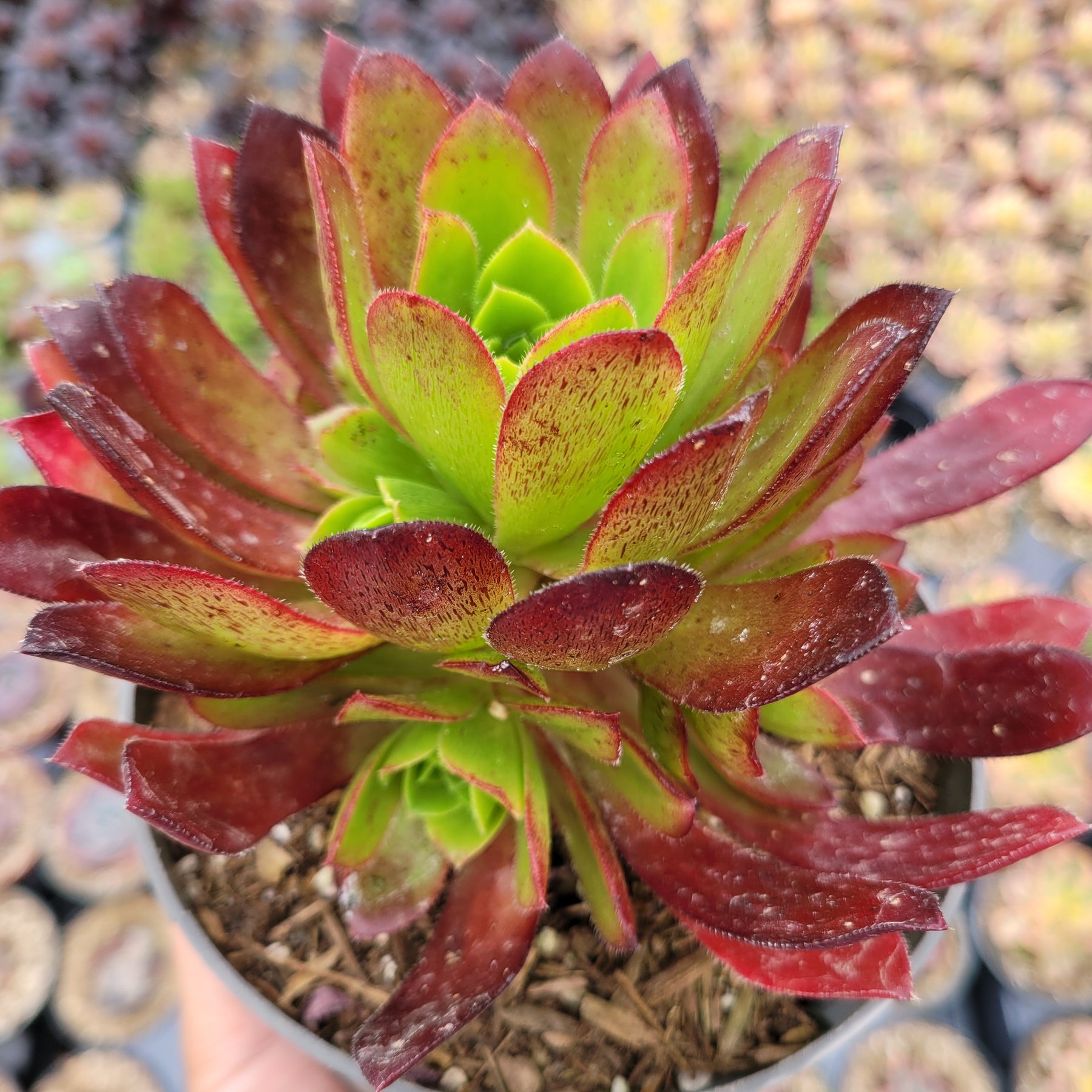 Aeonium 'Firecracker' - Succulents Depot