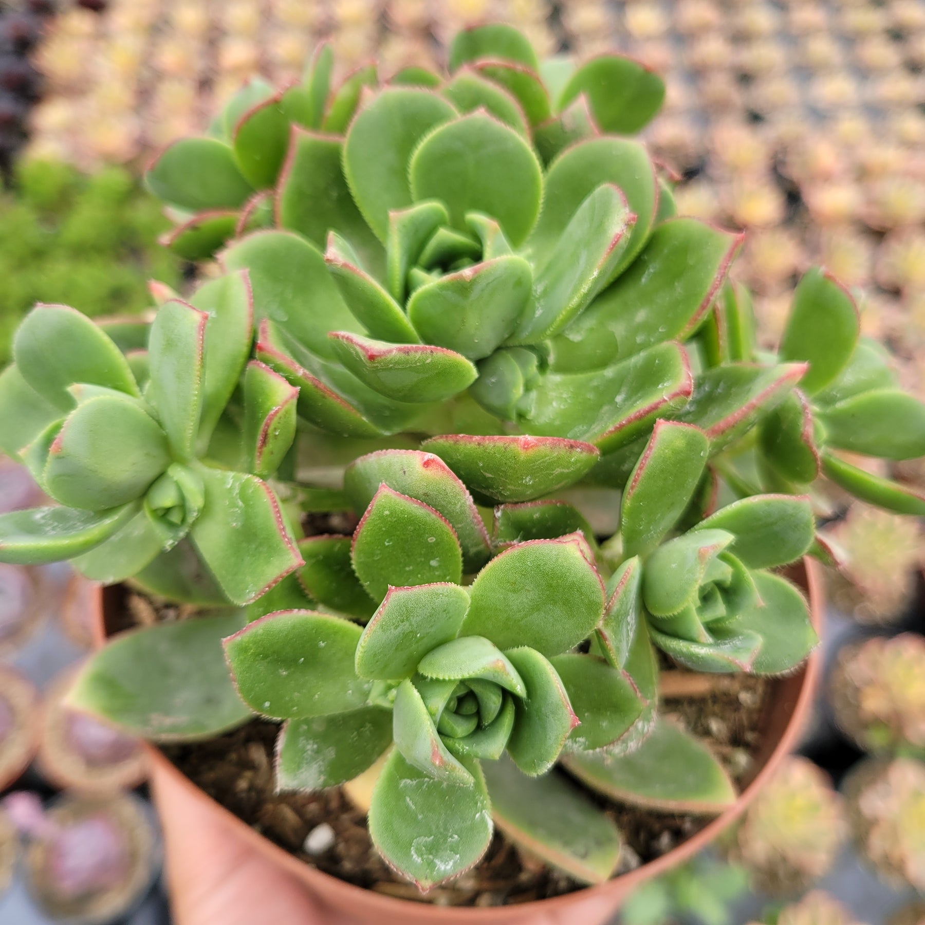 Aeonium haworthii 'Pinwheel Aeonium' - Succulents Depot