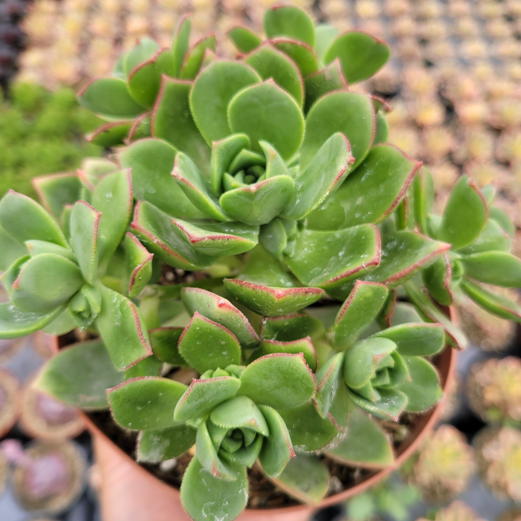 Aeonium haworthii 'Pinwheel Aeonium' - Succulents Depot