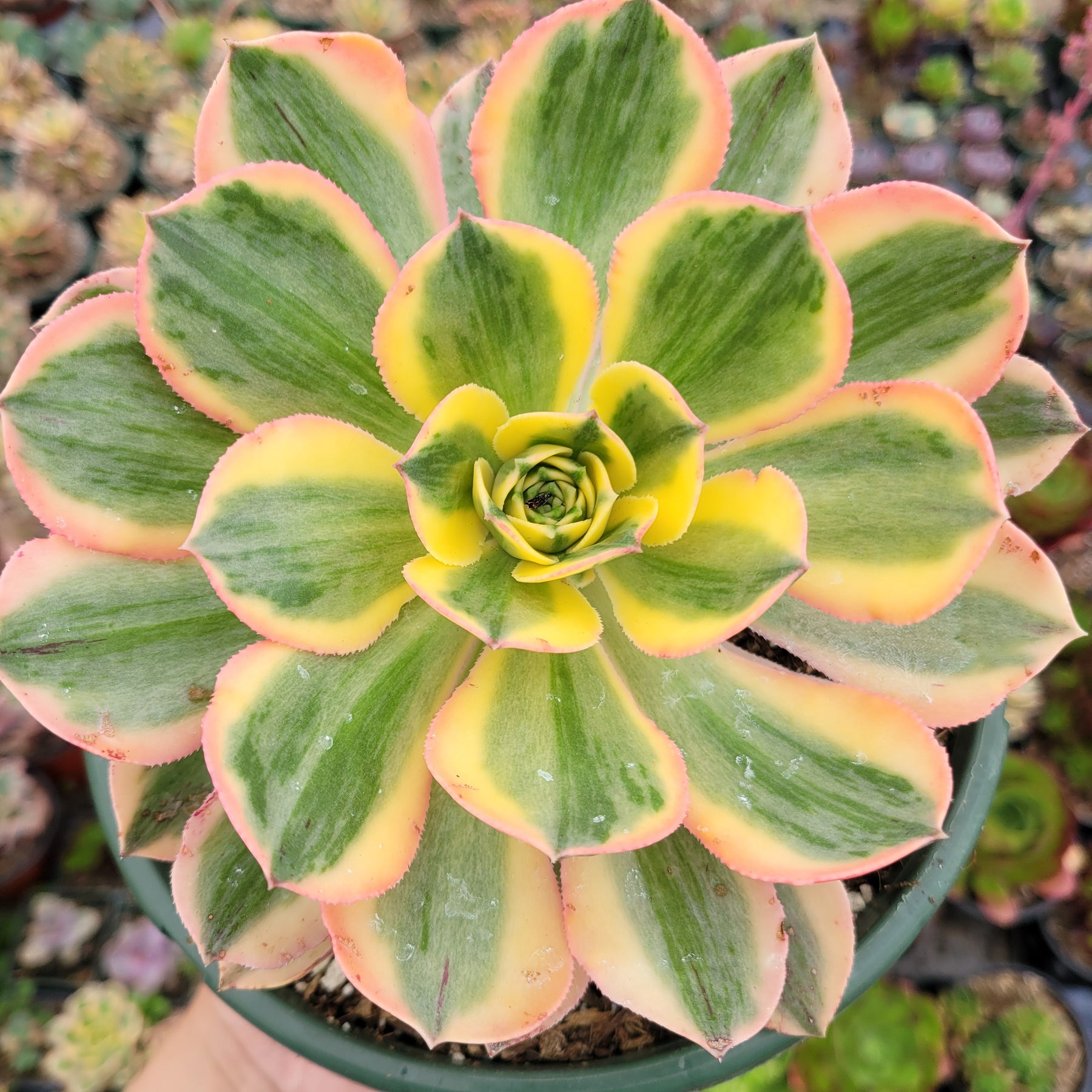 Aeonium 'Sunburst' - Succulents Depot