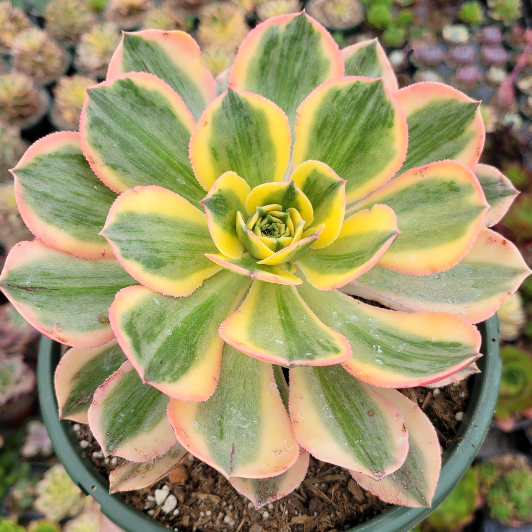 Aeonium 'Sunburst' - Succulents Depot