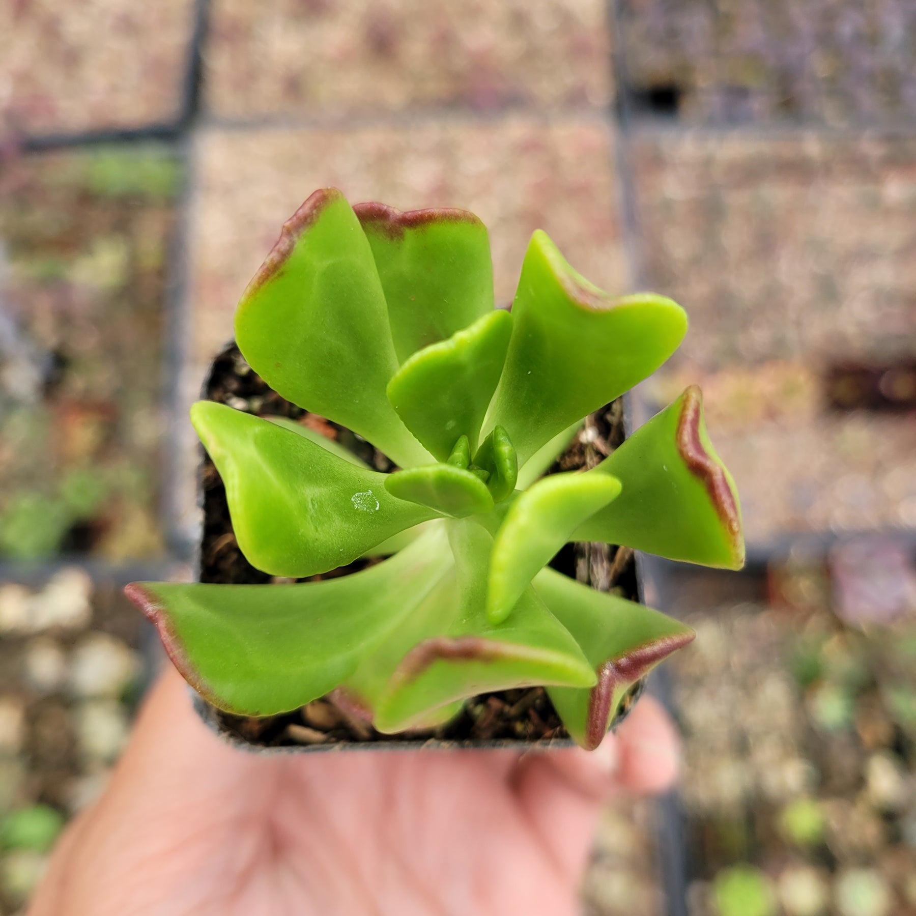 Sedum dendroideum - Tree Stonecrop