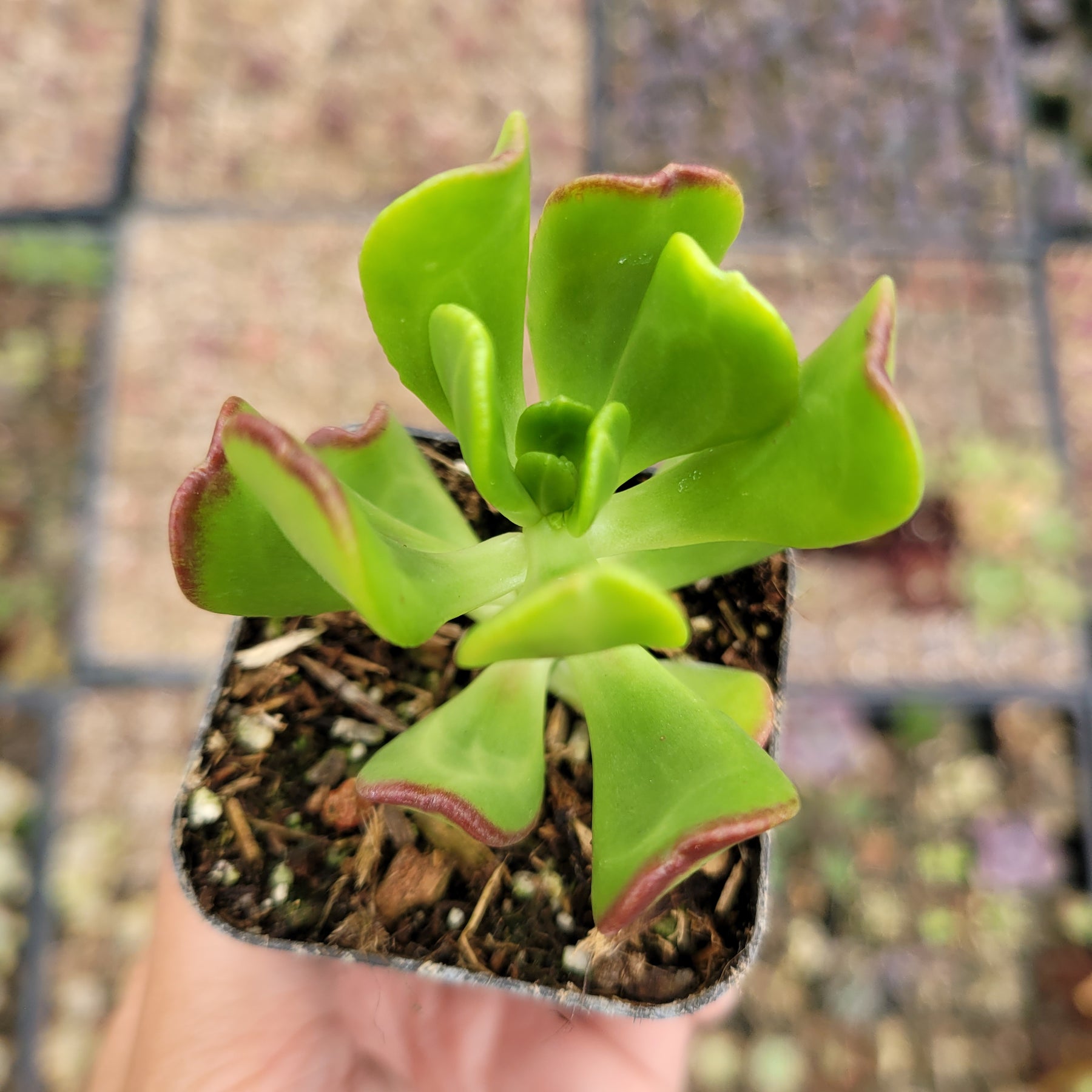 Sedum dendroideum - Tree Stonecrop