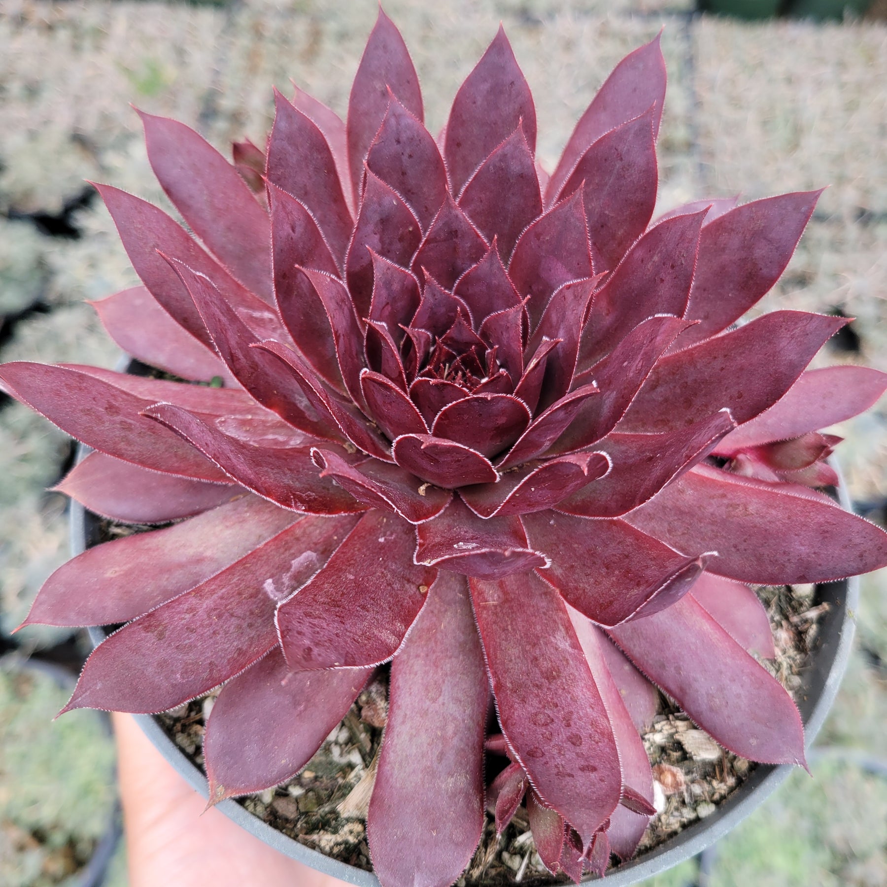 Sempervivum Red Lion - Succulents Depot