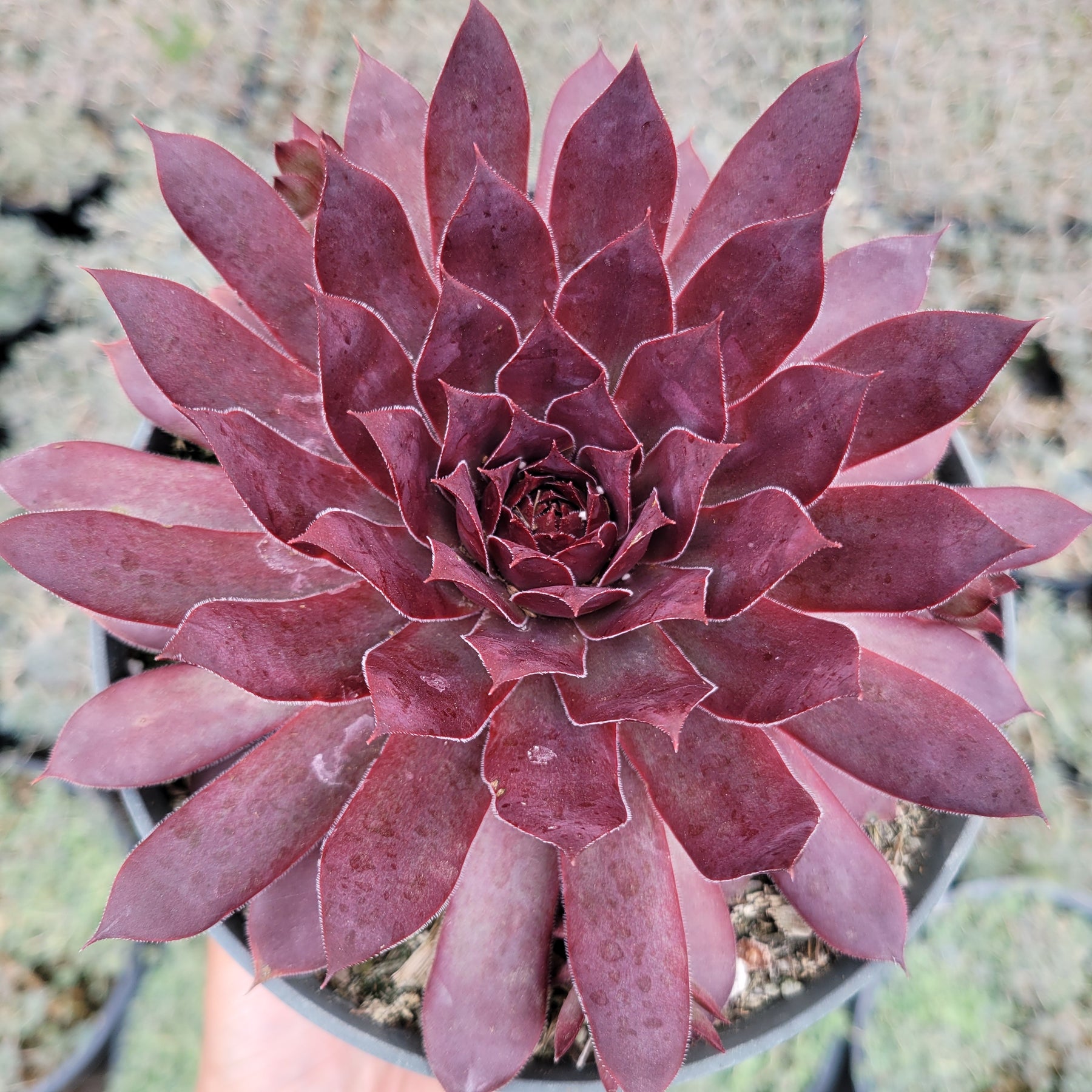 Sempervivum Red Lion - Succulents Depot