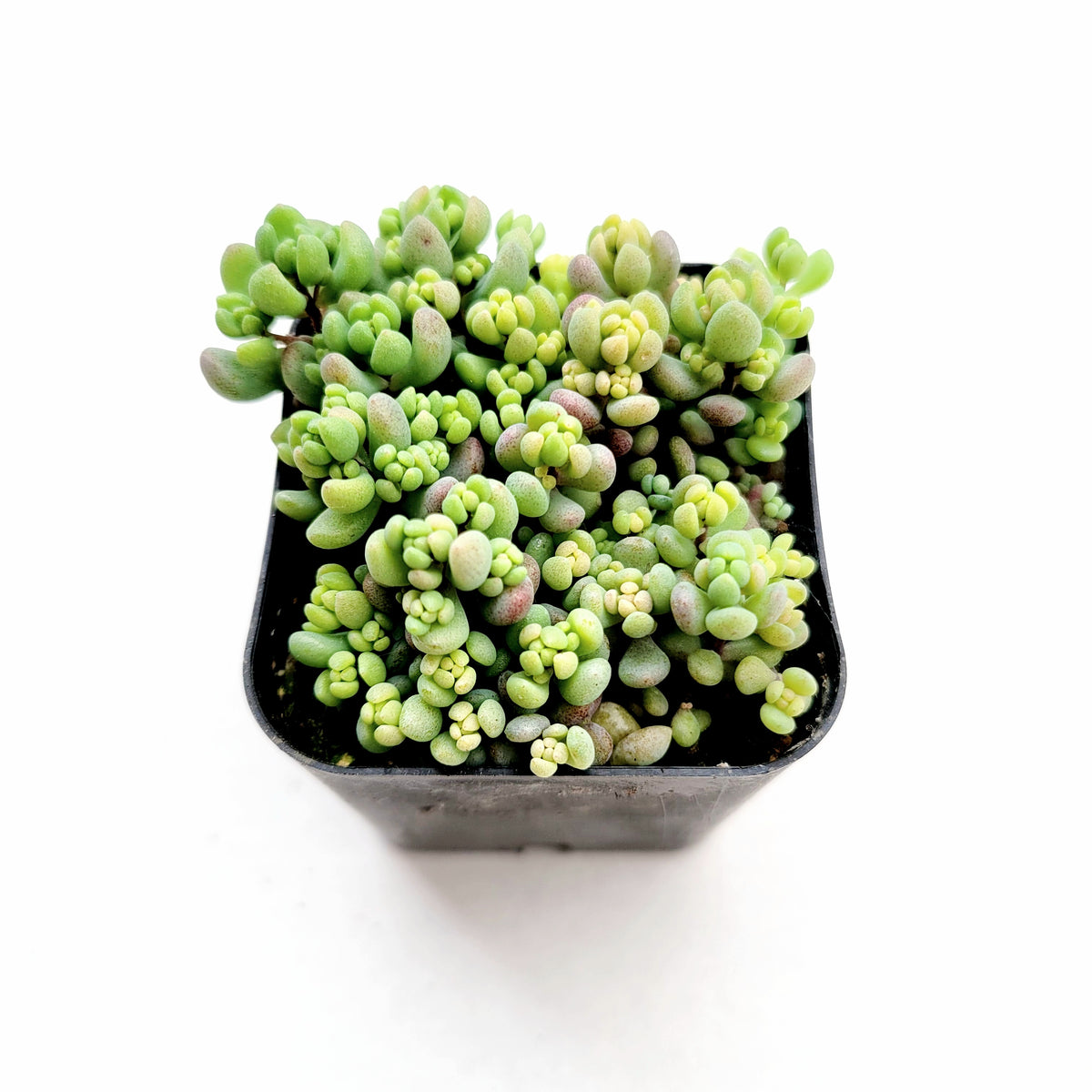 Sedum dasyphyllum 'Corsican Stonecrop' in black nursery pot.