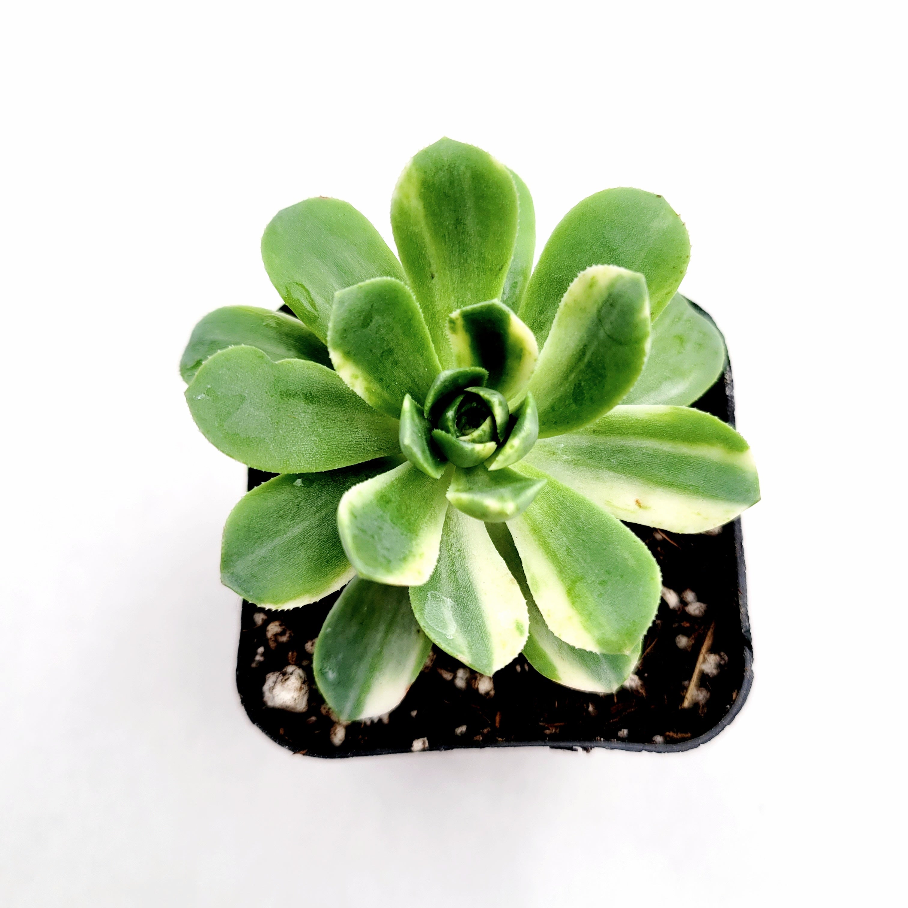 nay alma succulent Aeonium castello paivae Variegata 'Suncup' 2 Inch