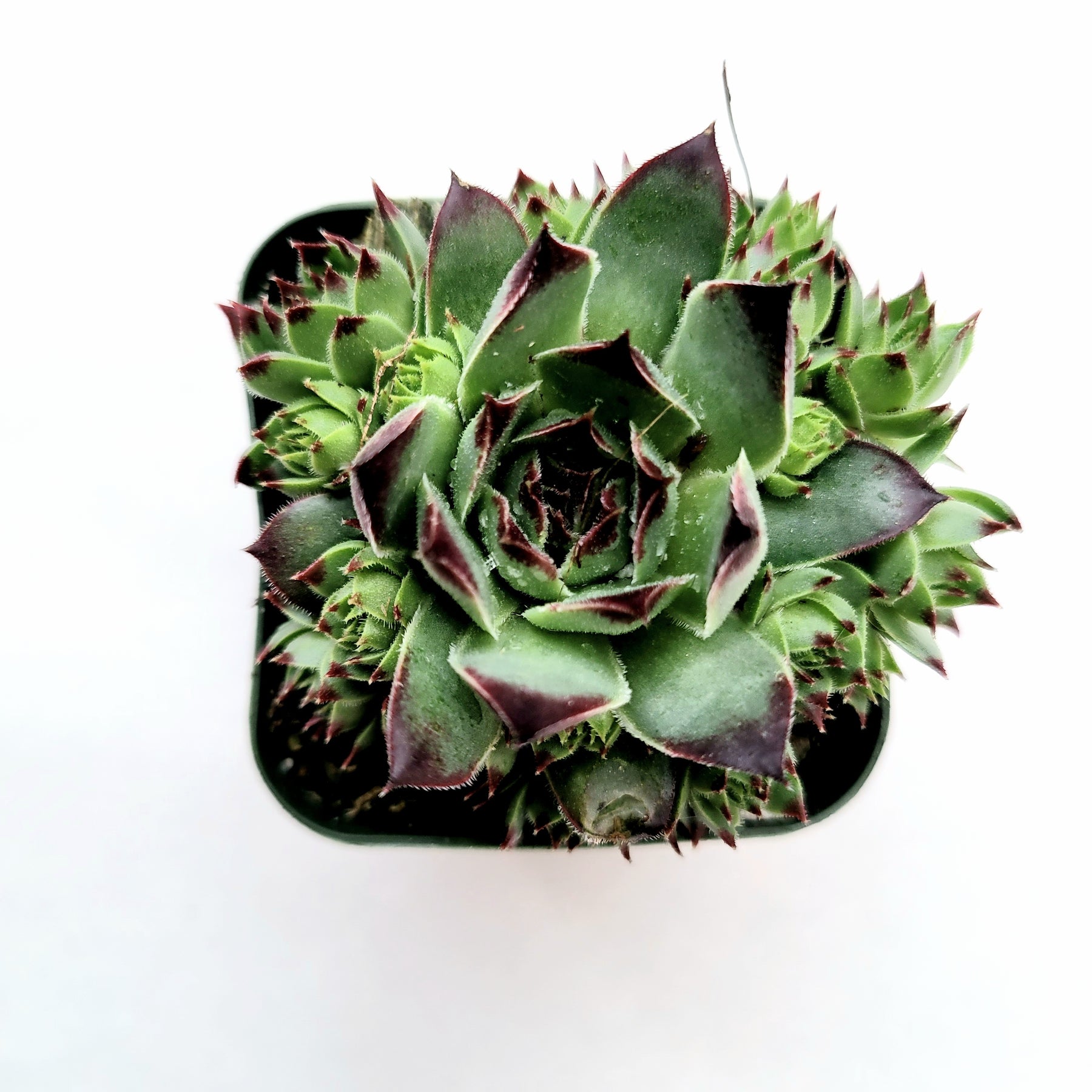 Sempervivum calcareum 'Greenii' - Succulents Depot