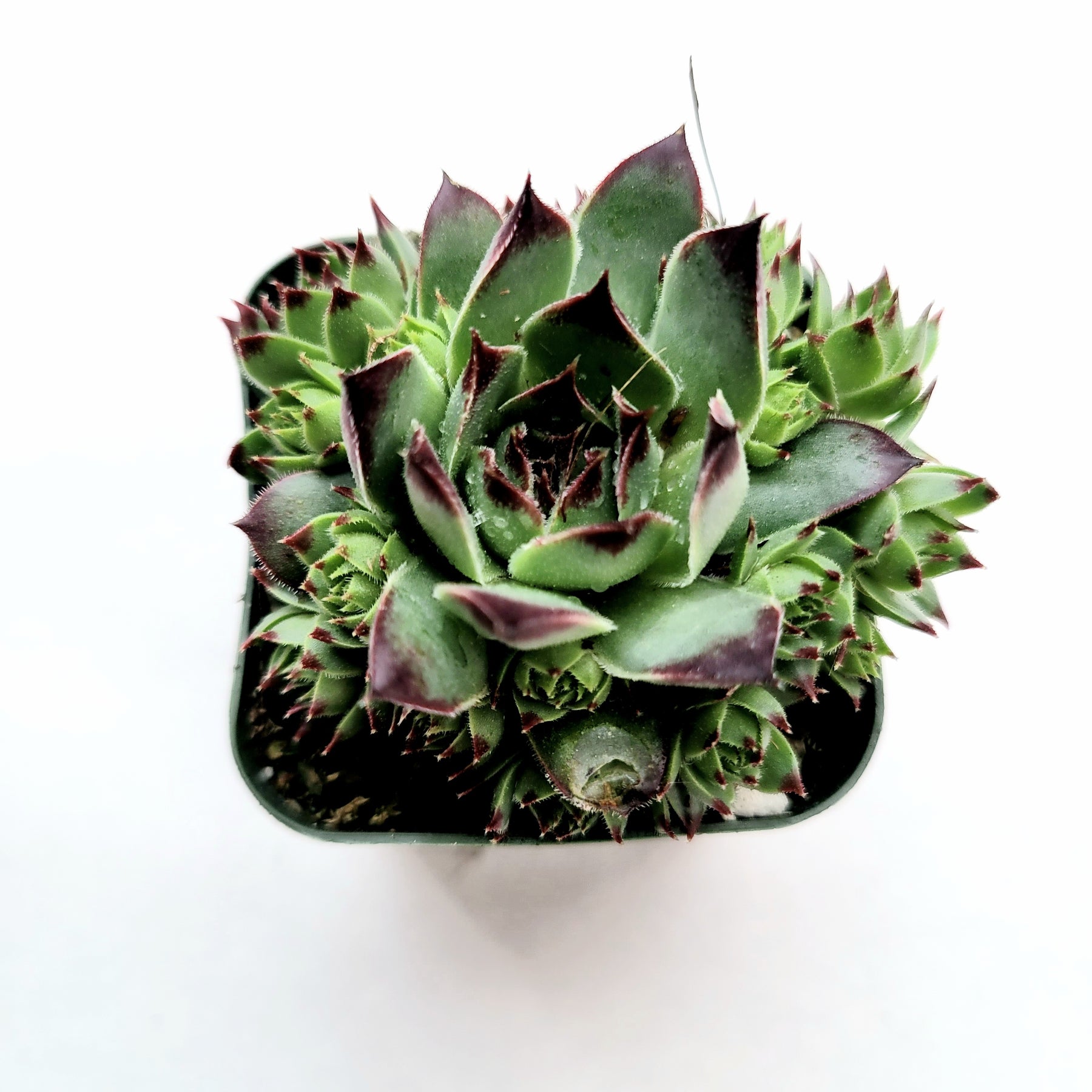 Sempervivum calcareum 'Greenii' - Succulents Depot