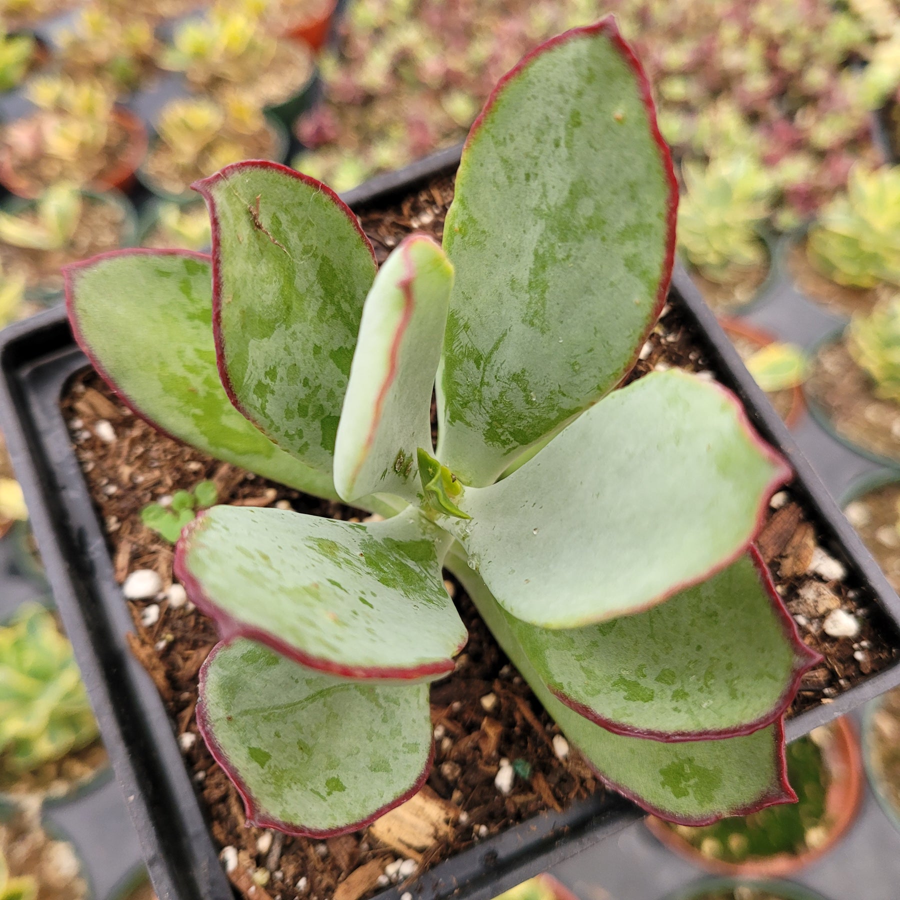 Cotyledon 'Mint Truffles'