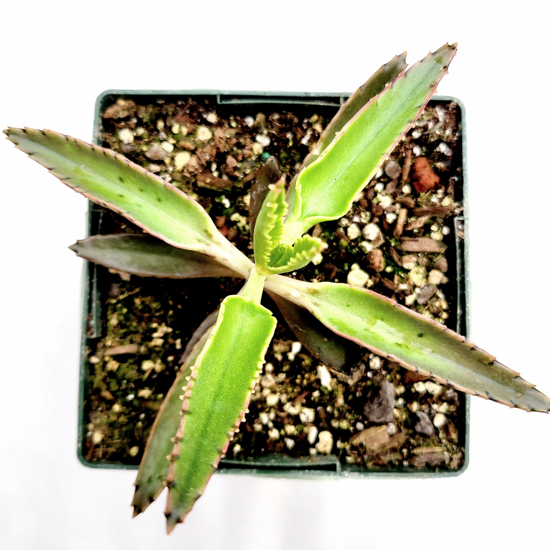 Kalanchoe tubiflora 'Mother of Millions'