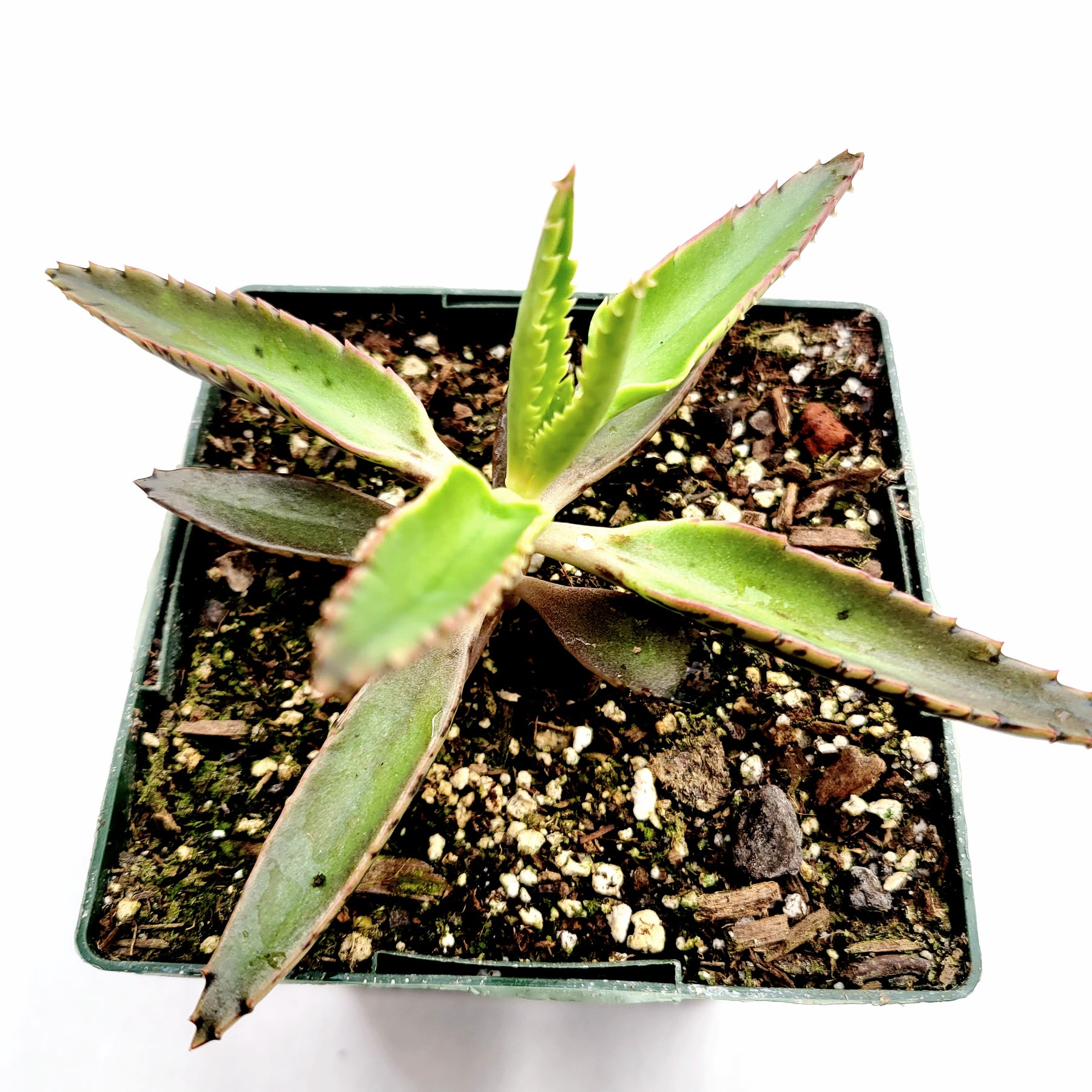 Kalanchoe tubiflora 'Mother of Millions'