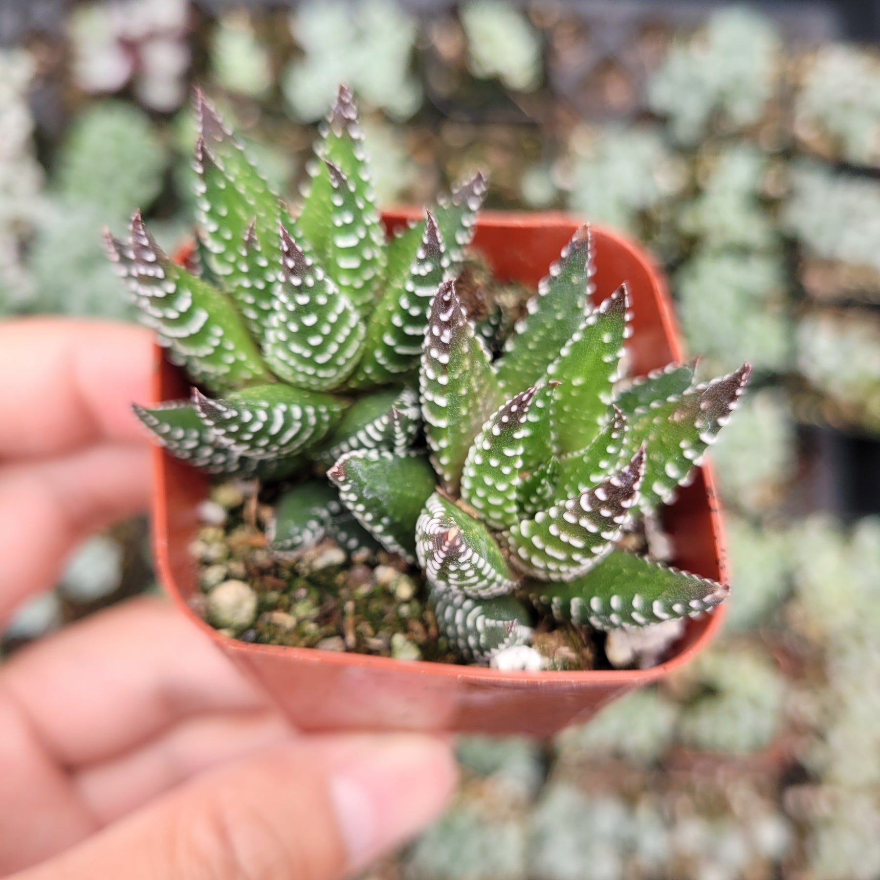 Haworthia reinwardtii 'African Pearls' - Succulents Depot