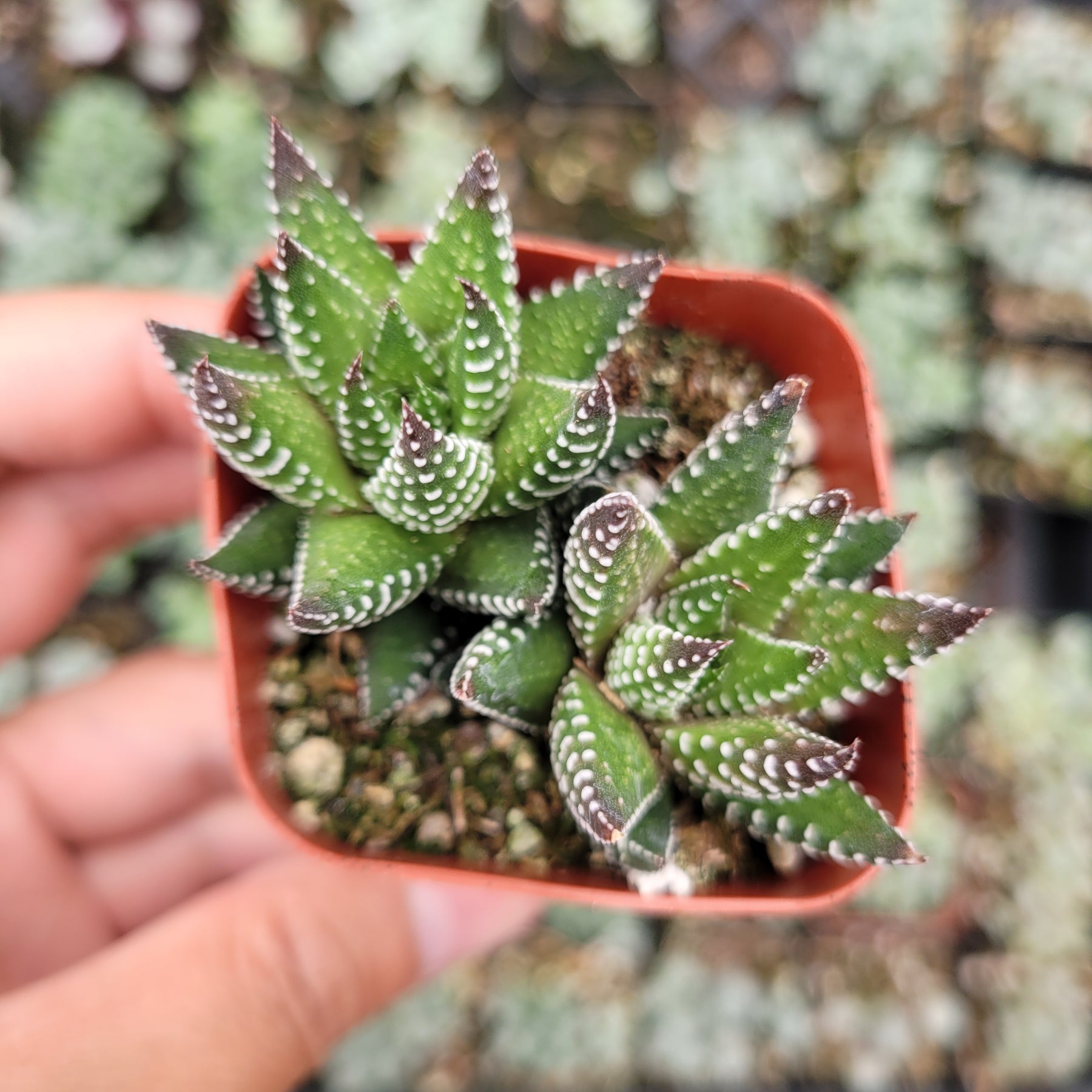 Haworthia reinwardtii 'African Pearls' - Succulents Depot