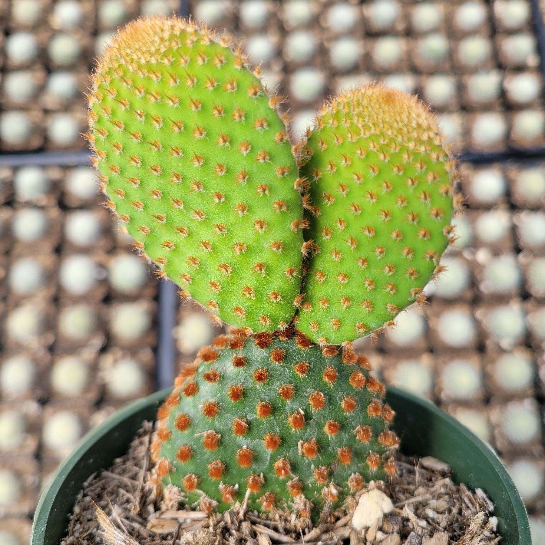 Opuntia microdasys subsp. rufida "Cinnamon Bunny Ears"