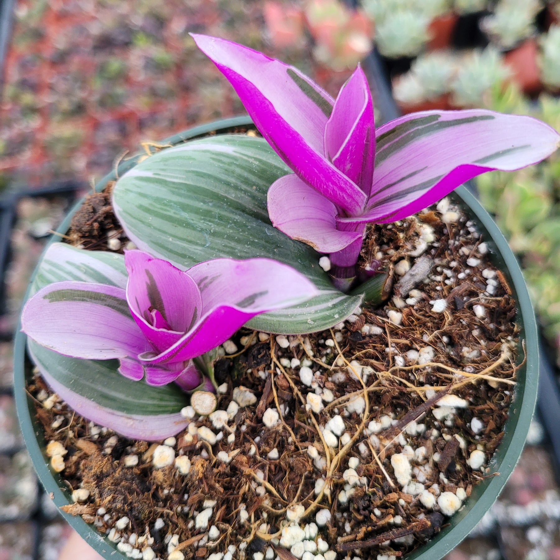 Tradescantia 'Nanouk' Pink Wandering Dude