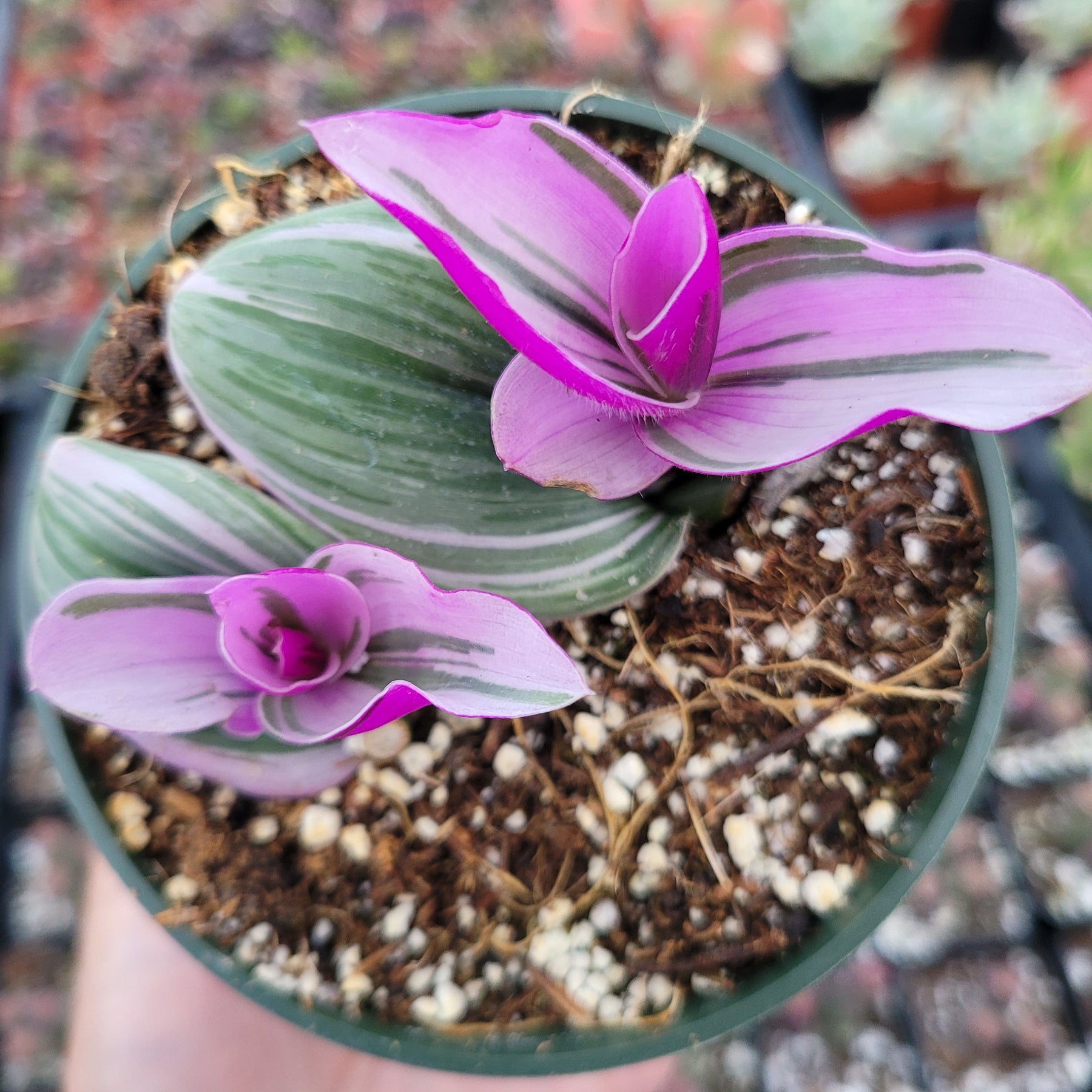 Tradescantia 'Nanouk' Pink Wandering Dude