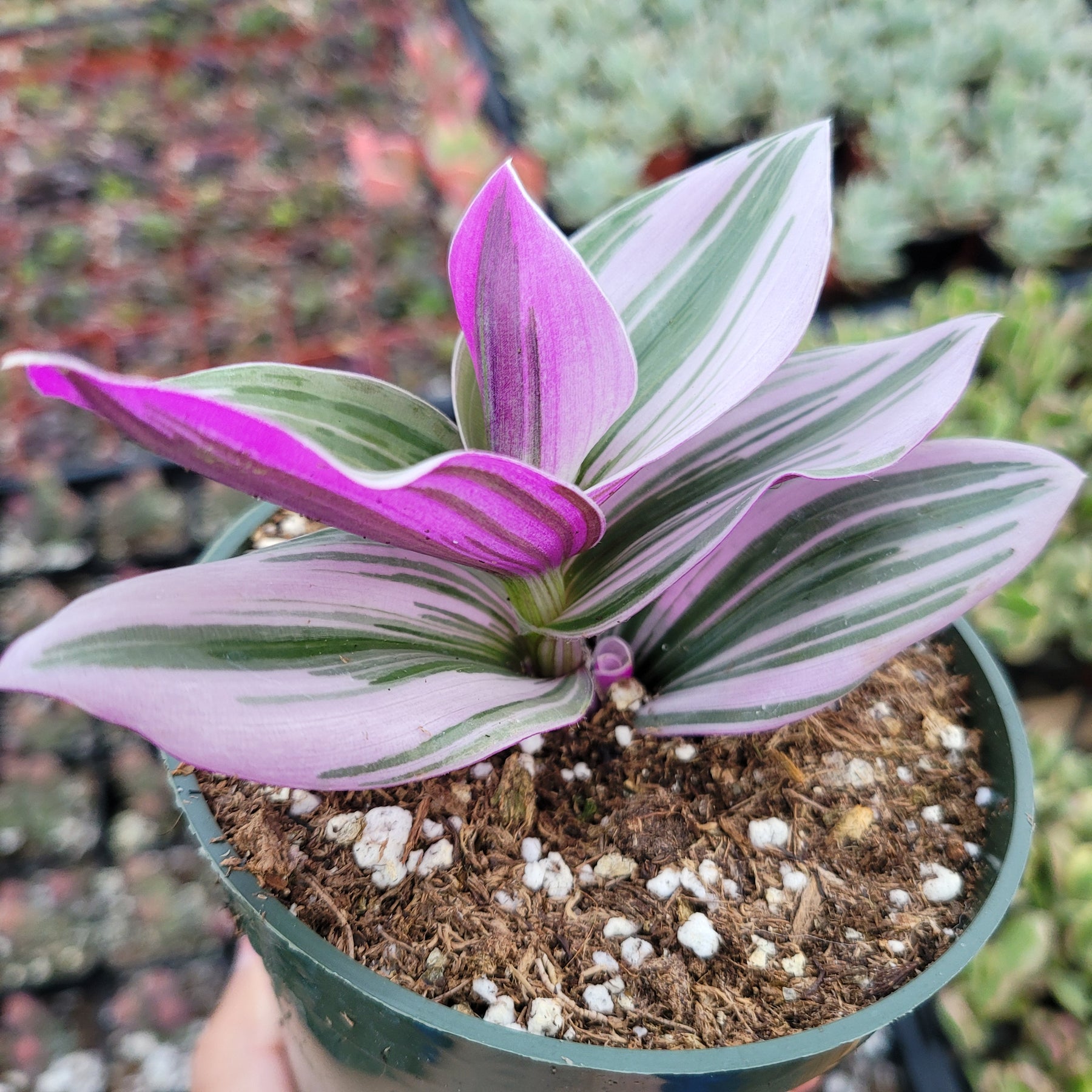 Tradescantia 'Nanouk' Pink Wandering Dude