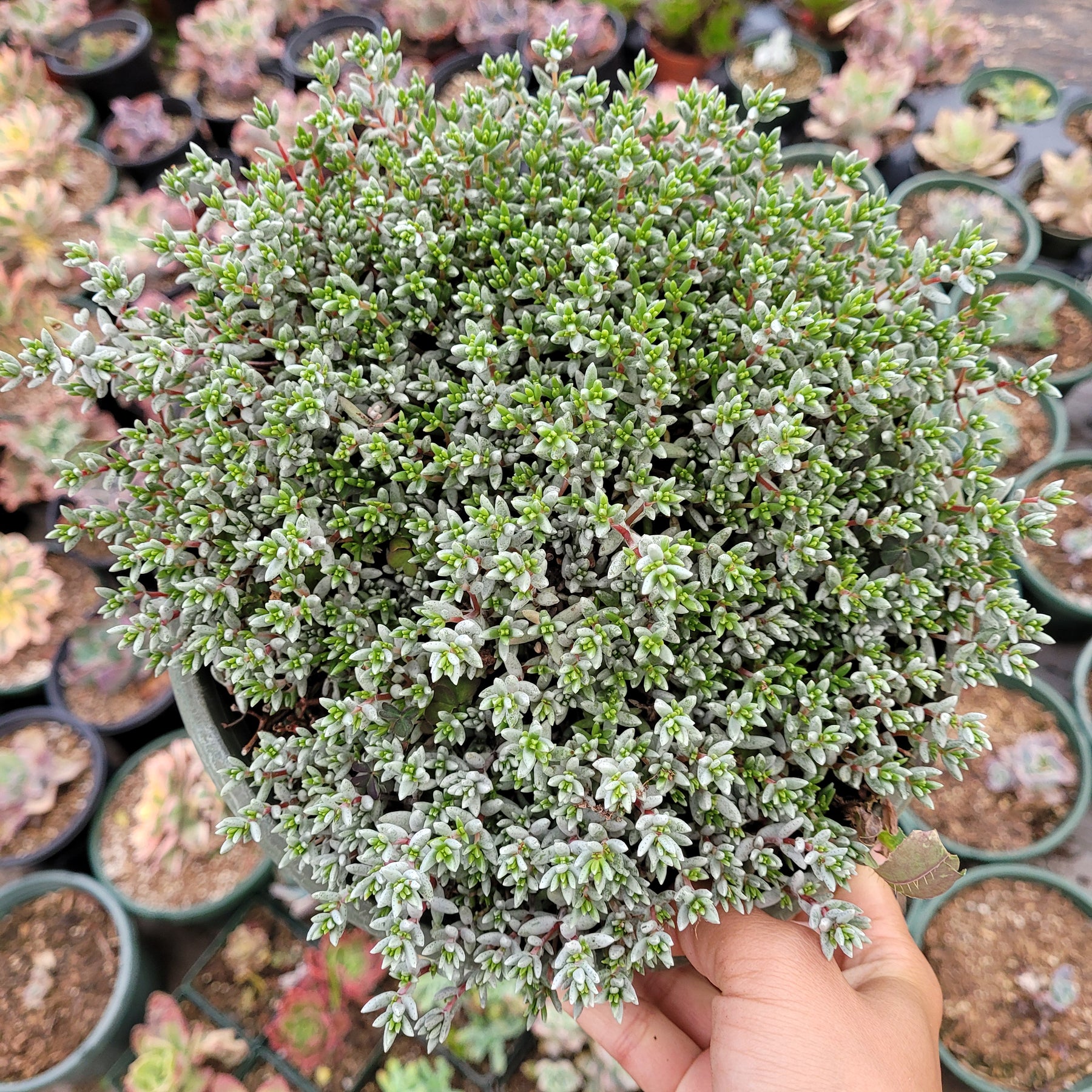 Crassula pruinosa