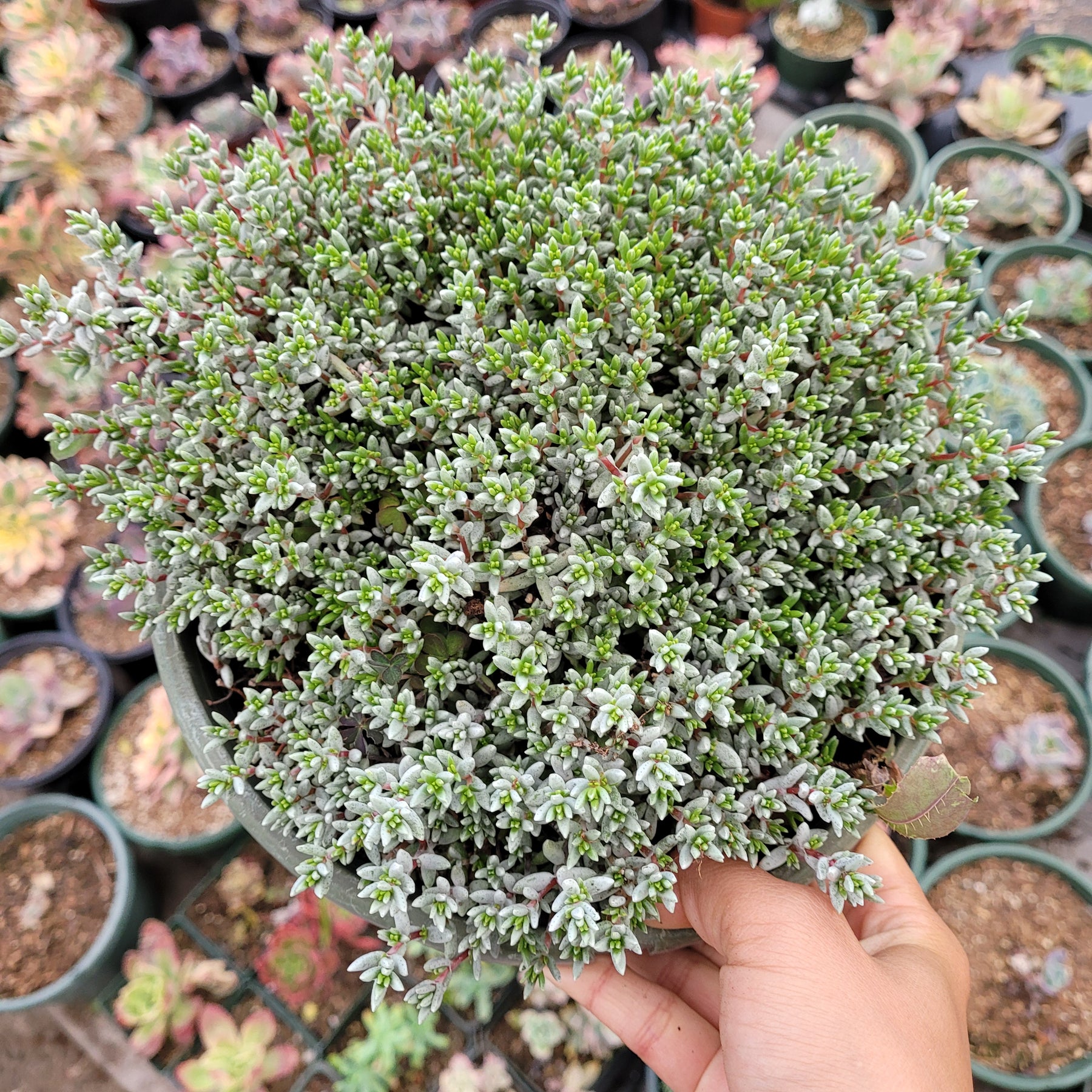 Crassula pruinosa