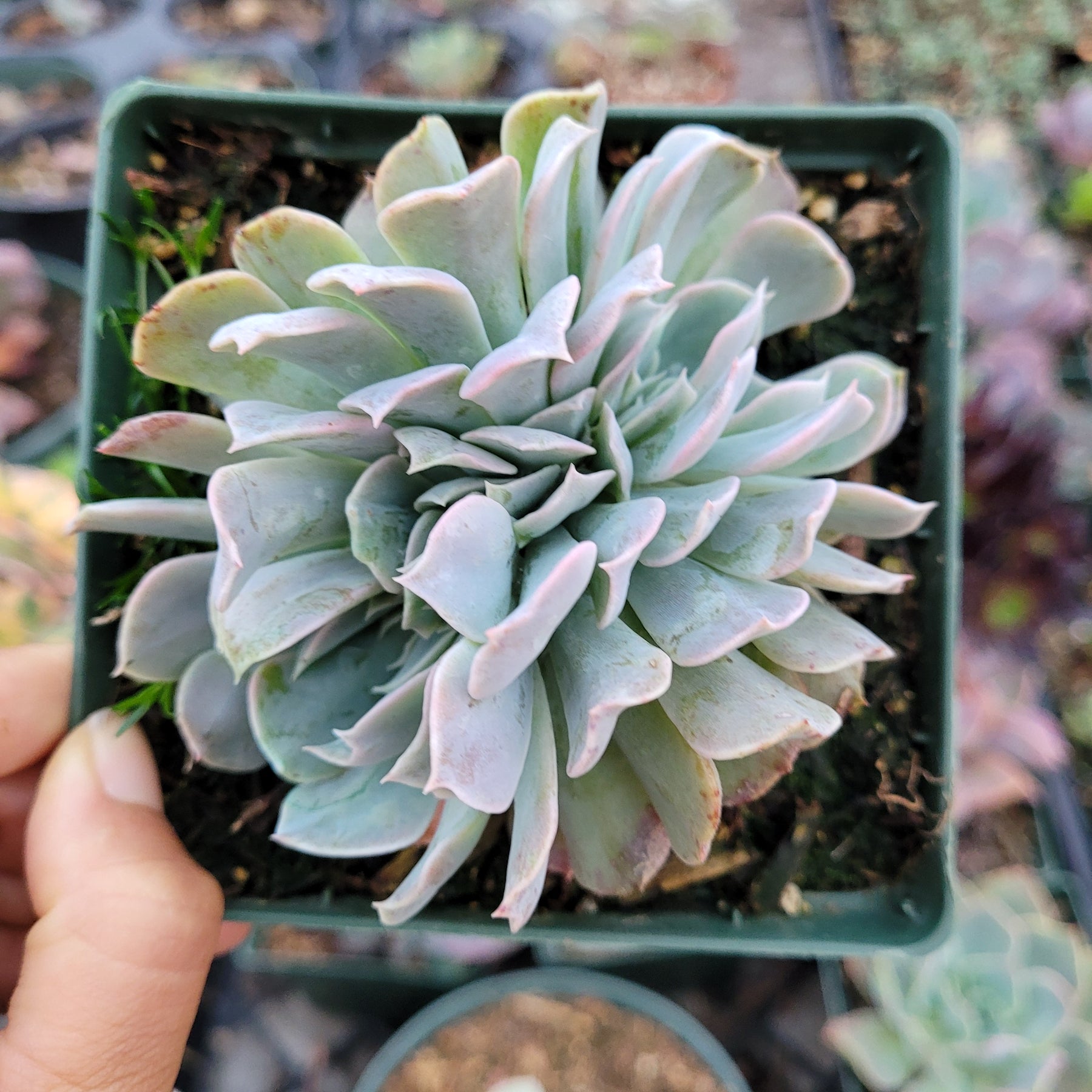 Echeveria Swan Lake