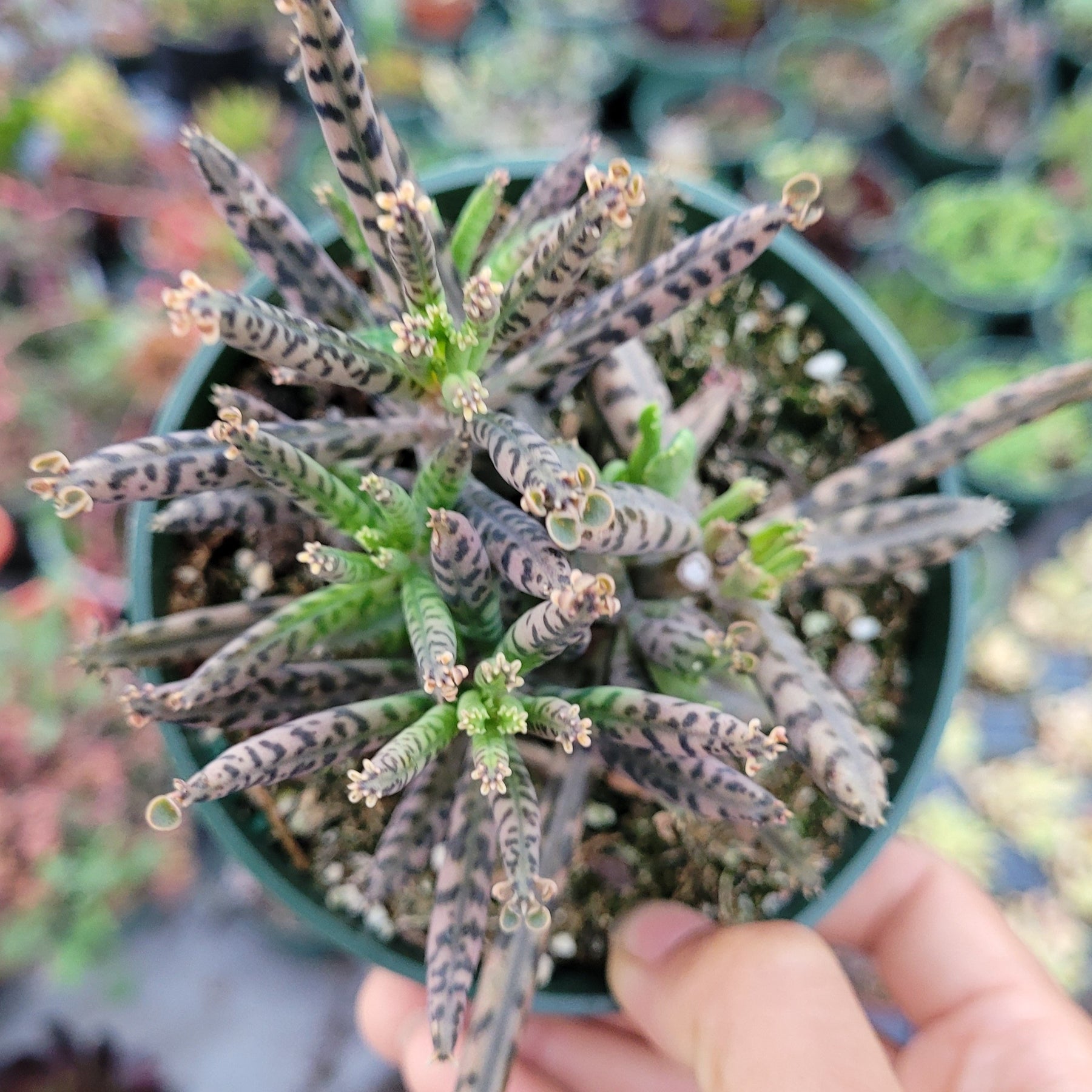 Kalanchoe tubiflora 'Mother of Millions'