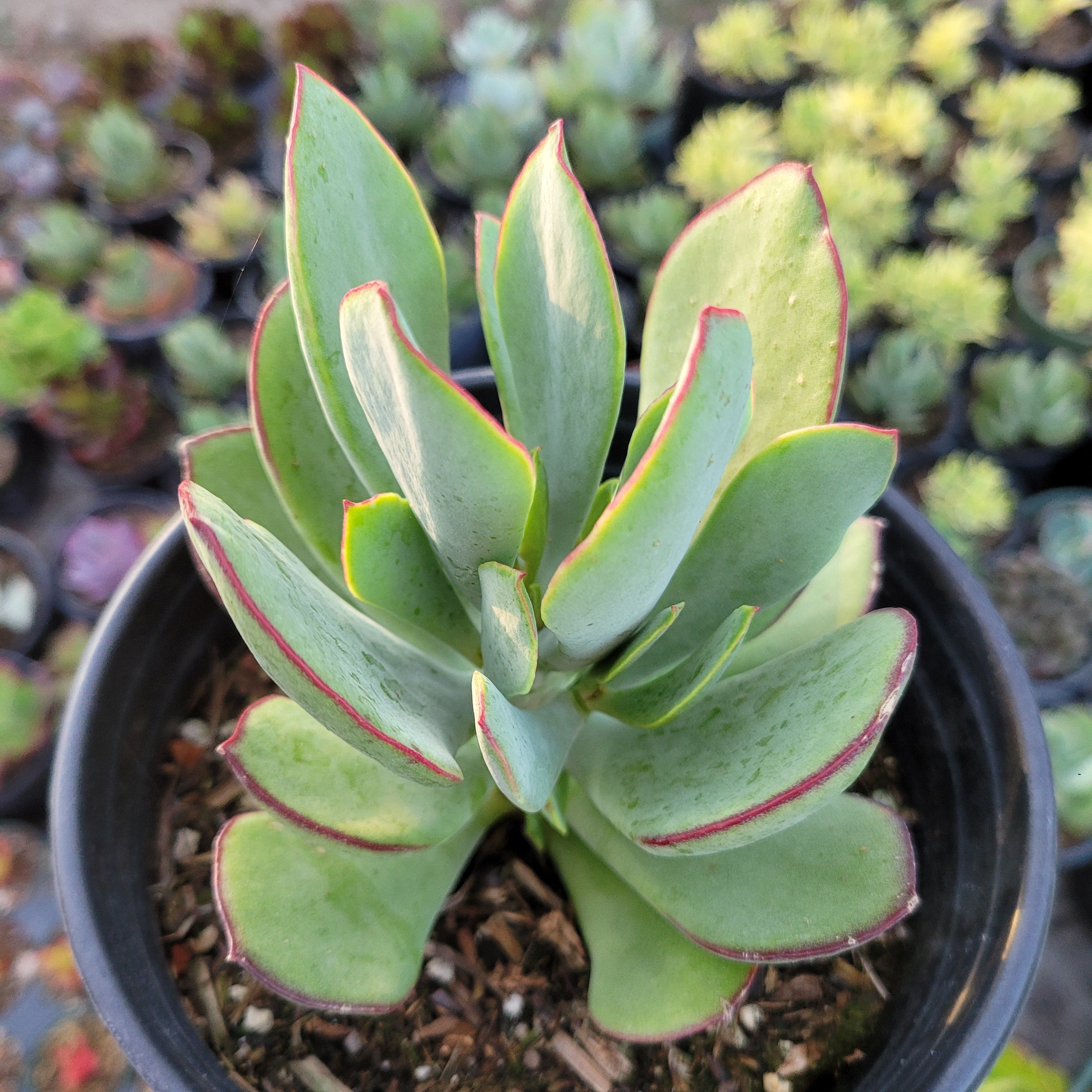 truffle succulent Cotyledon 'Mint Truffles'