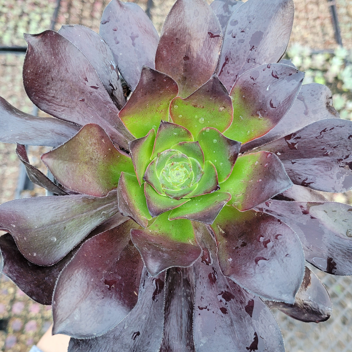 Aeonium 'Cyclops' succulent with water droplets on dark leaves.