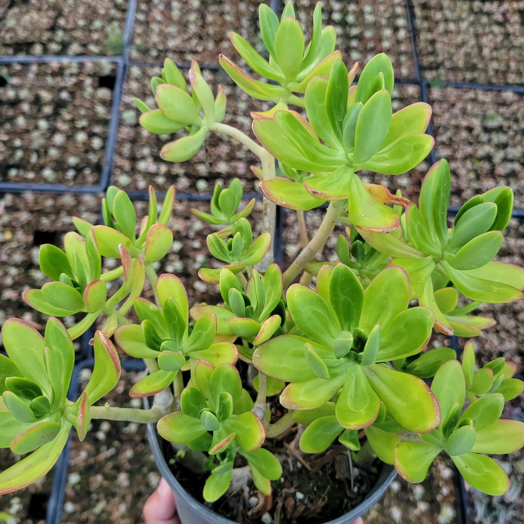 Sedum praealtum - Green Apple Snap