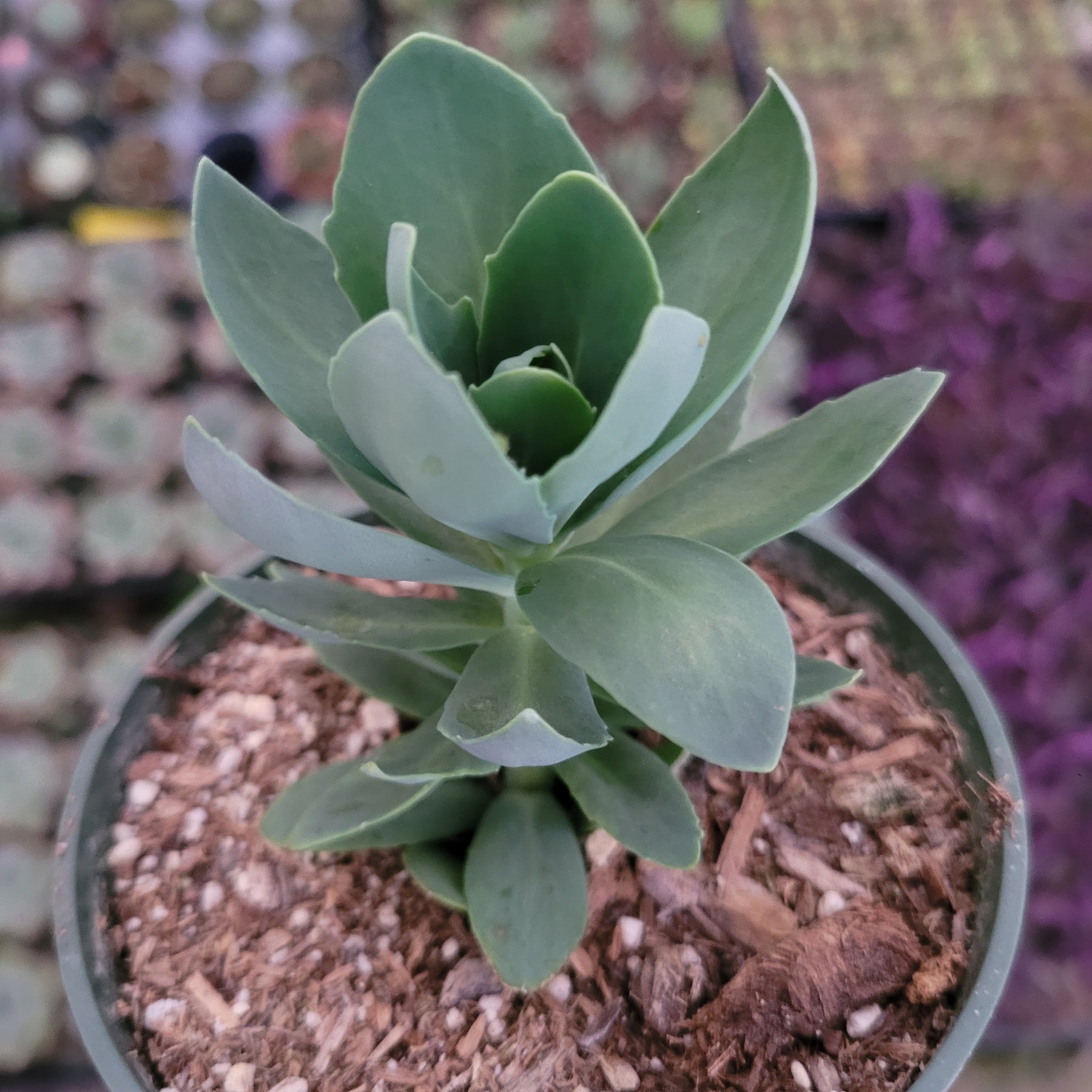 Sedum alboroseum 'Mediovariegatum'