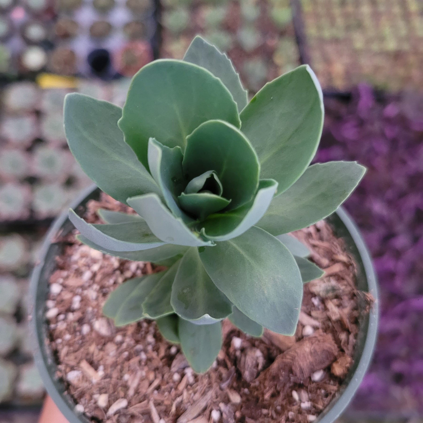 Sedum alboroseum 'Mediovariegatum' potted succulent, spiral leaves.