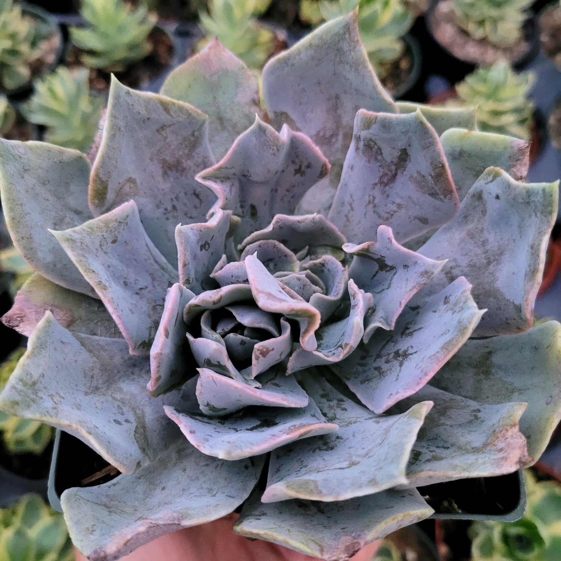 Echeveria shaviana 'Pink Frills'