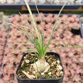 Albuca polyphylla 'Augrabies Hills' - Succulents Depot