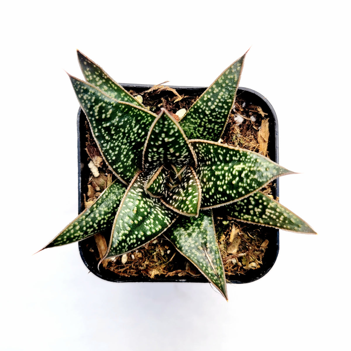 Gasteria 'Green Star' succulent in black pot, top-down view.