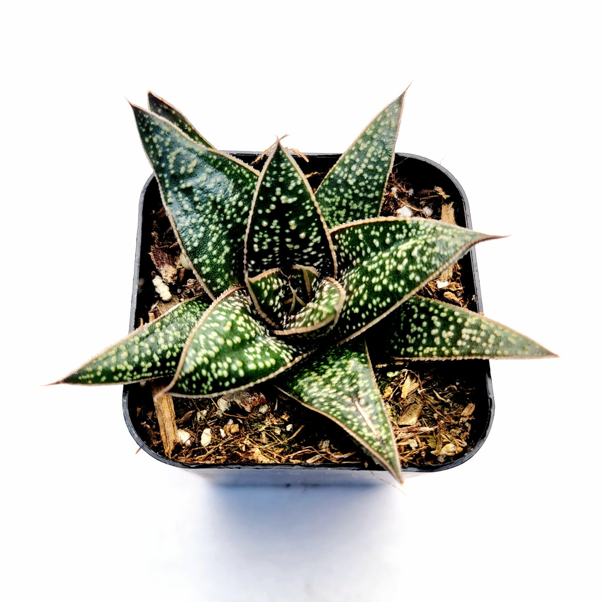 Gasteria 'Green Star' in black nursery pot, top view.