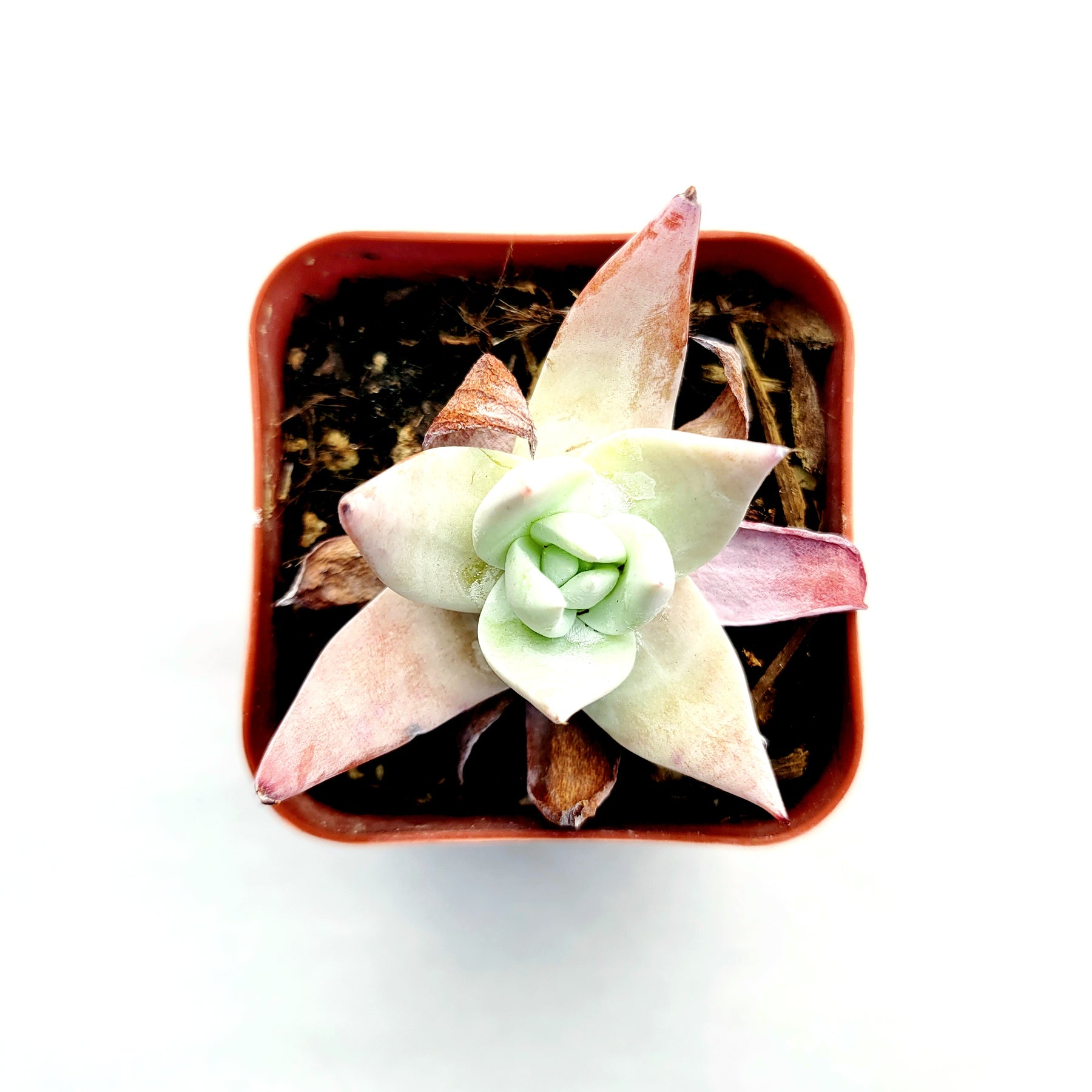 Dudleya Sp