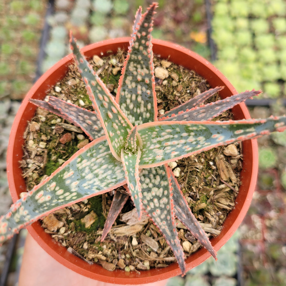 Aloe 'Pink Blush' succulent in nursery pot.