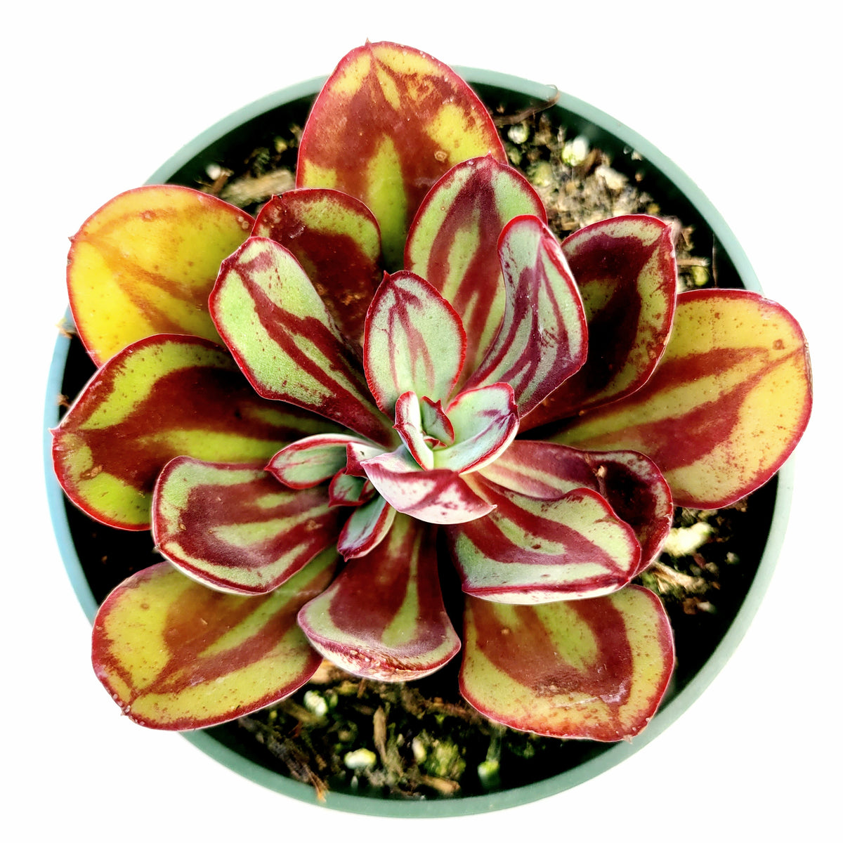 Echeveria nodulosa in a small round nursery pot.
