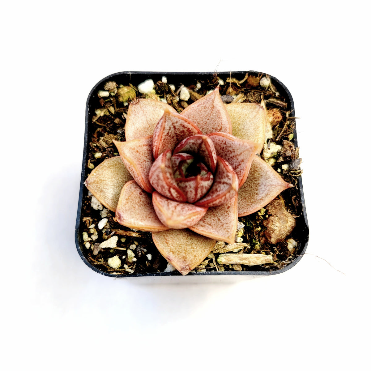 Echeveria purpusorum in square pot, red-orange leaves.