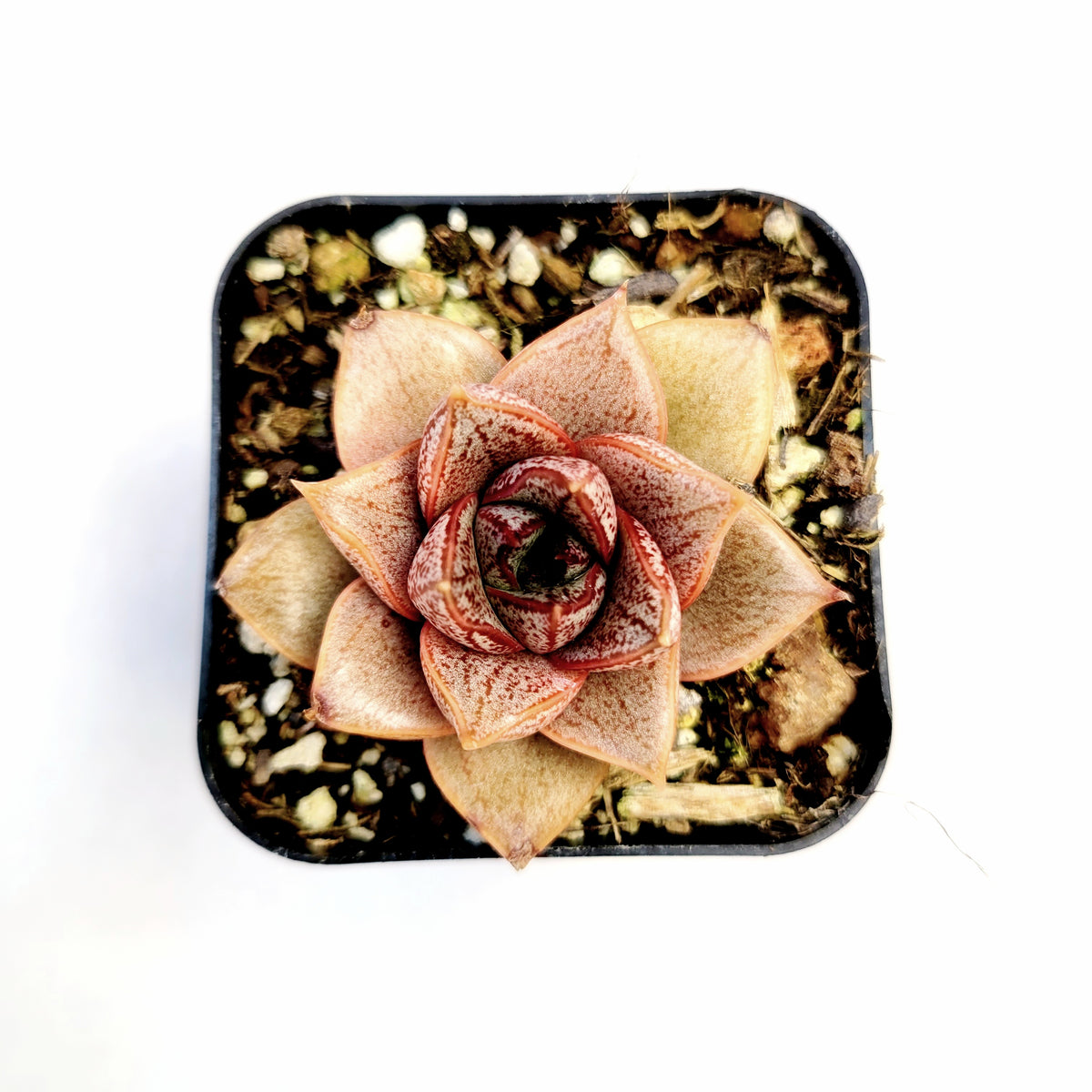 Echeveria purpusorum succulent in square nursery pot.
