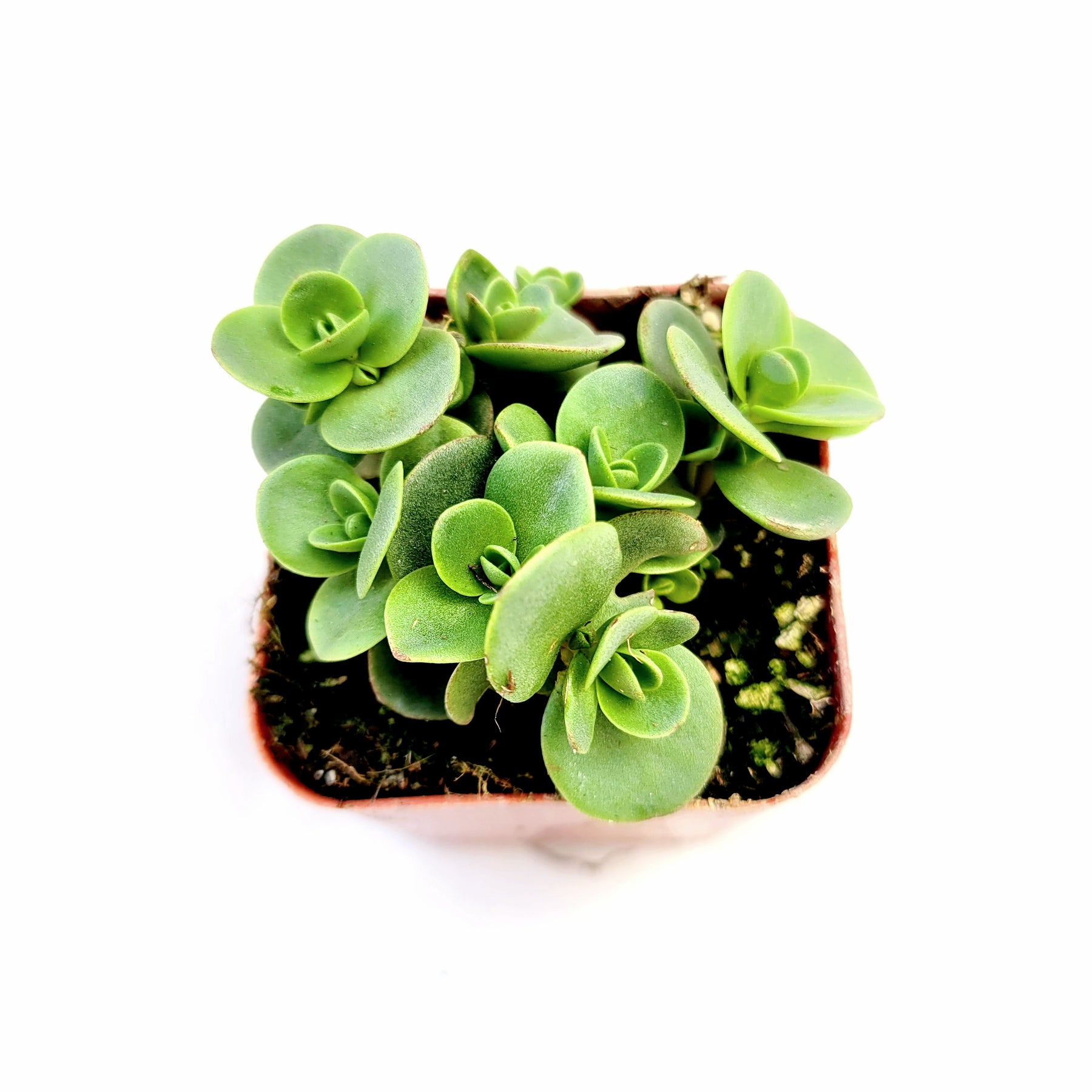 SunSparkler® Sedum 'Lime Zinger'