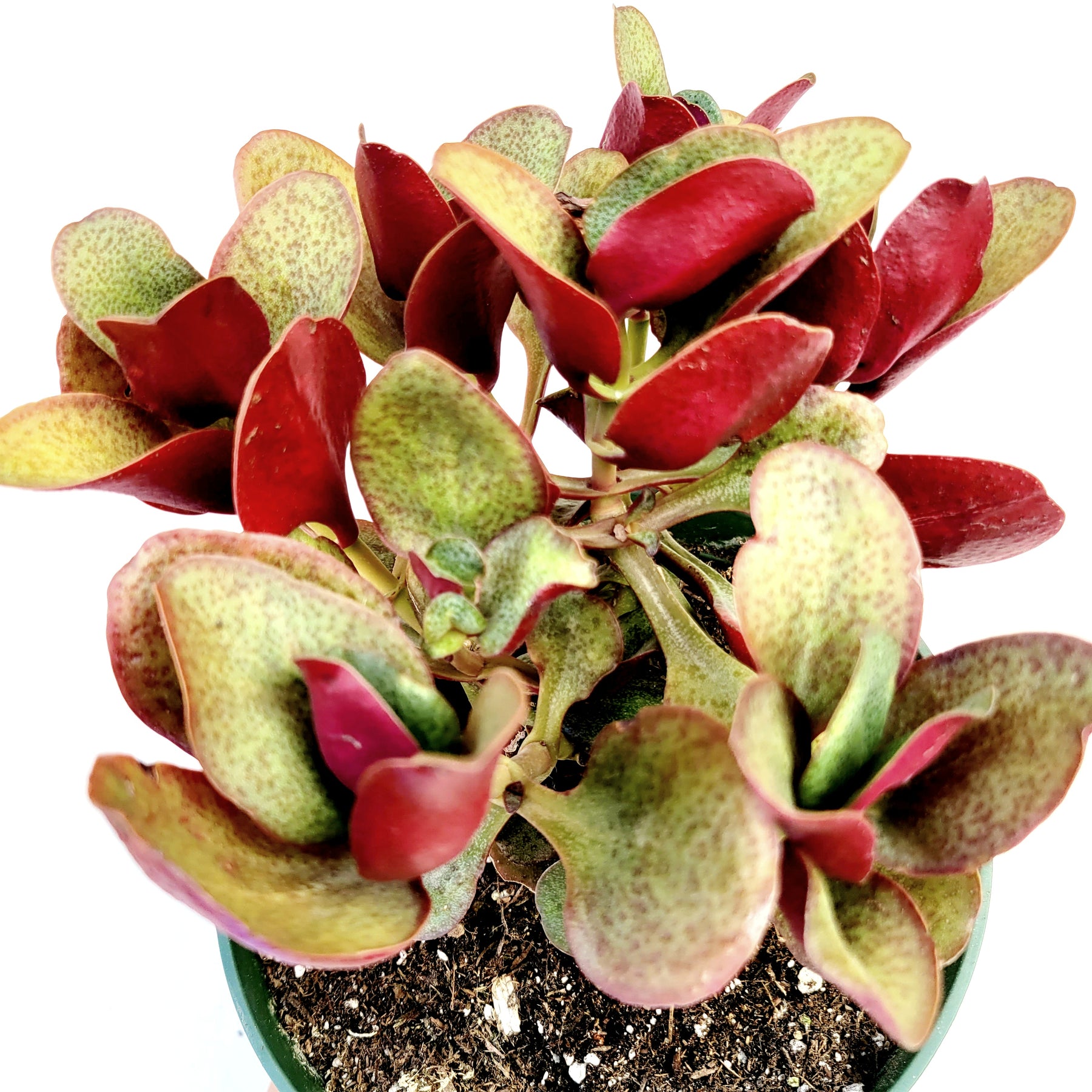 Crassula streyi 'Pondo Cliff' - Succulents Depot