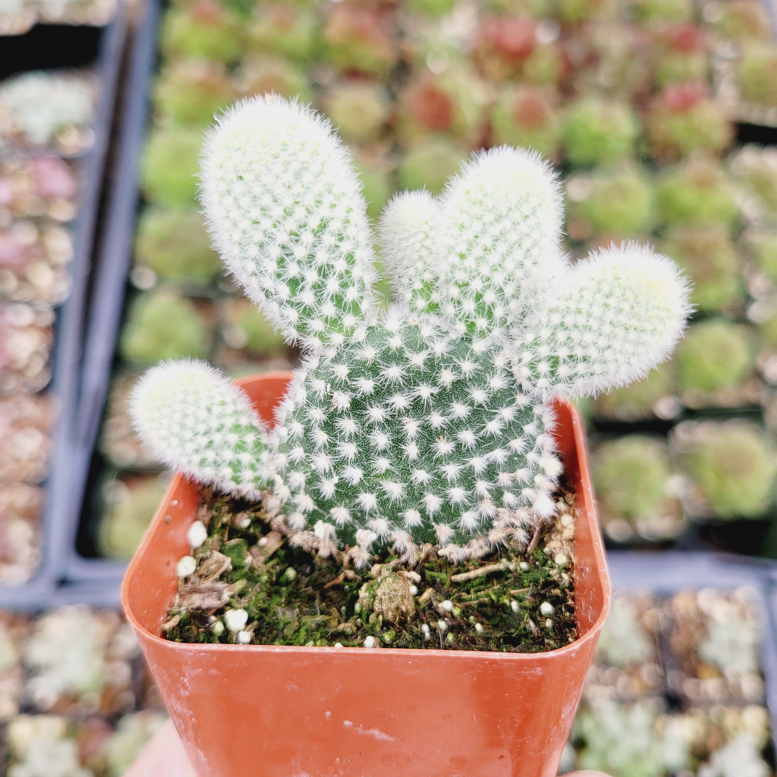 Opuntia microdasys var. albospina 'White Bunny Ears' -