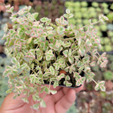 Sedum 'Little Missy' - Succulents Depot