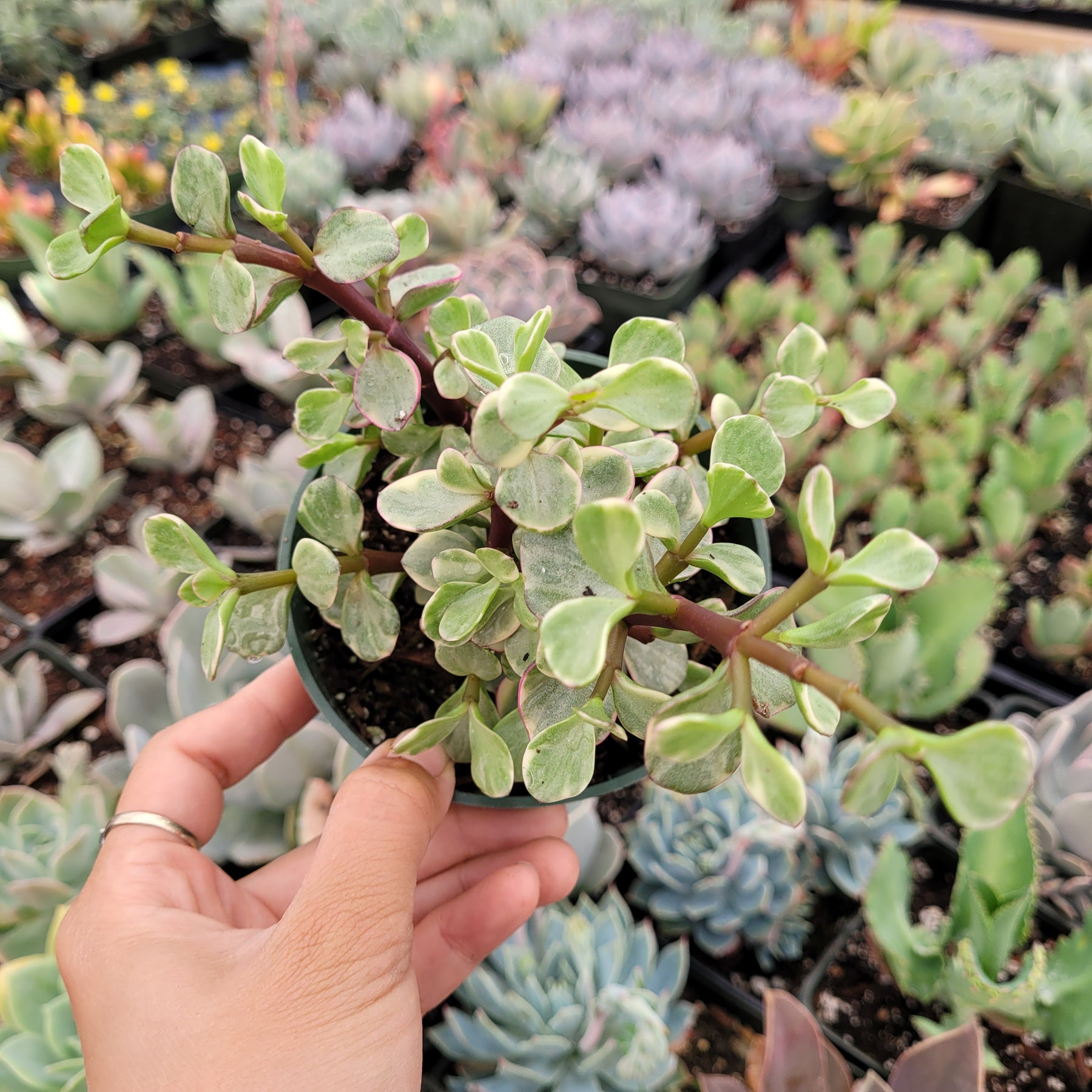 Portulacaria afra 'Elephant Bush' - Succulents Depot