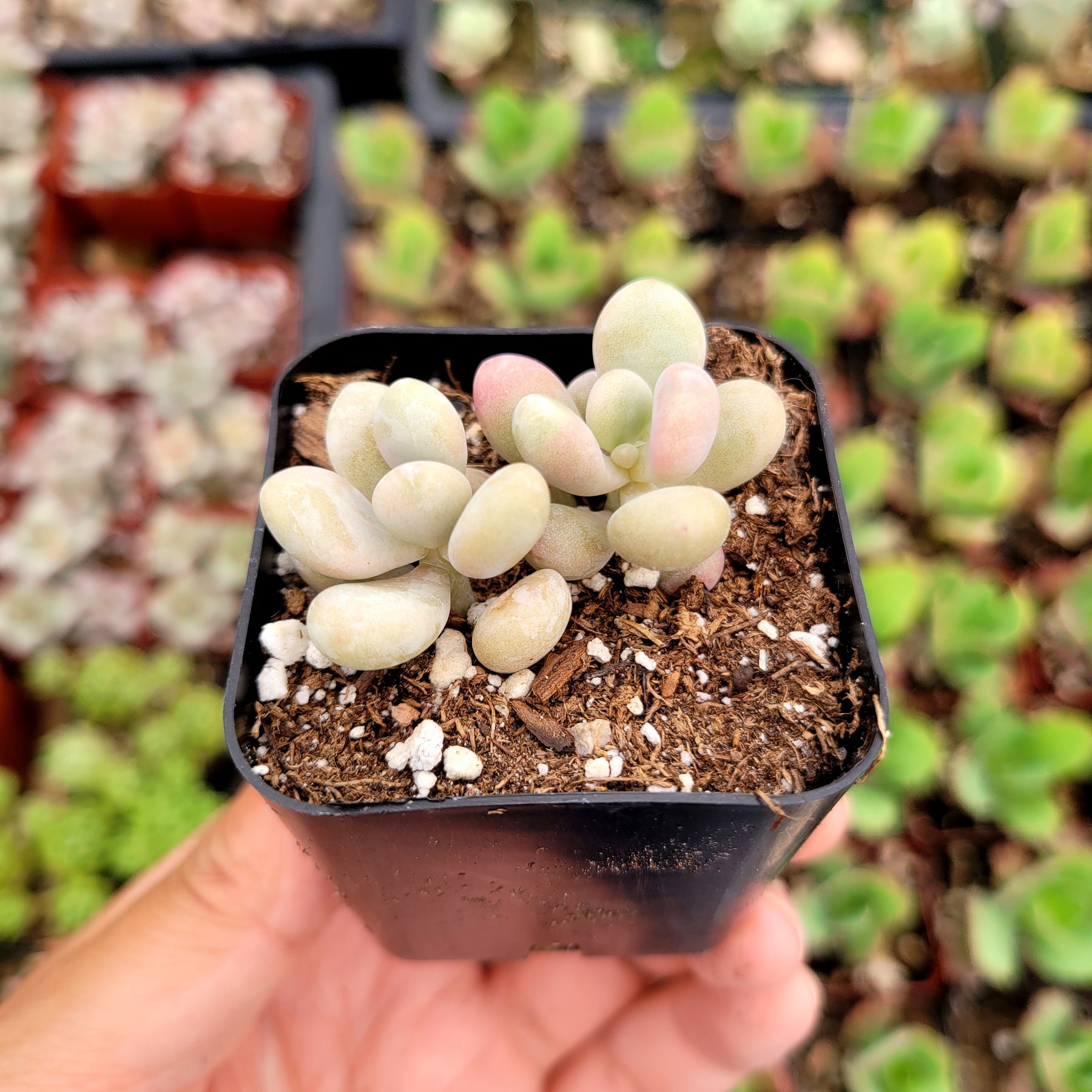 Graptopetalum amethystinum - Lavender Pebbles - Succulents Depot