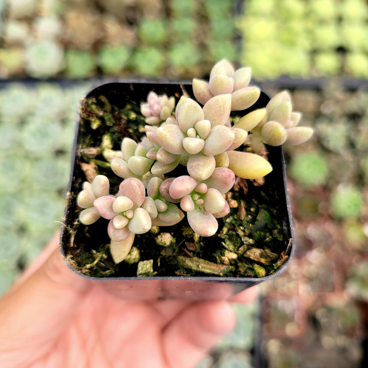 Graptoveria 'Mirinae' succulent in small plastic pot.